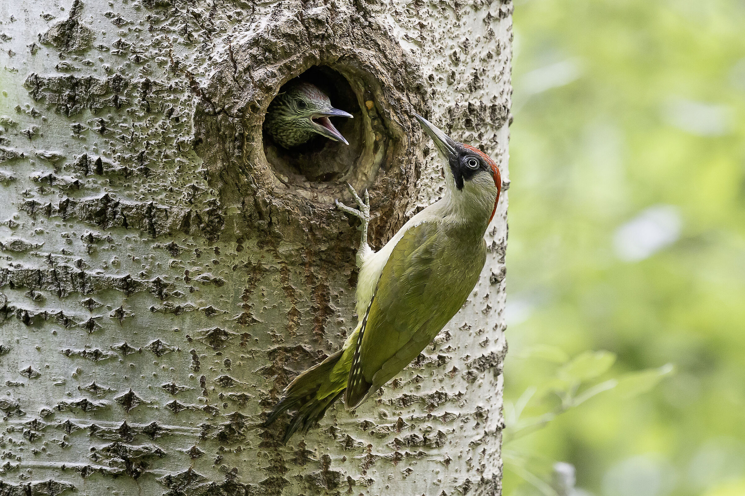 Green woodpecker at the nest