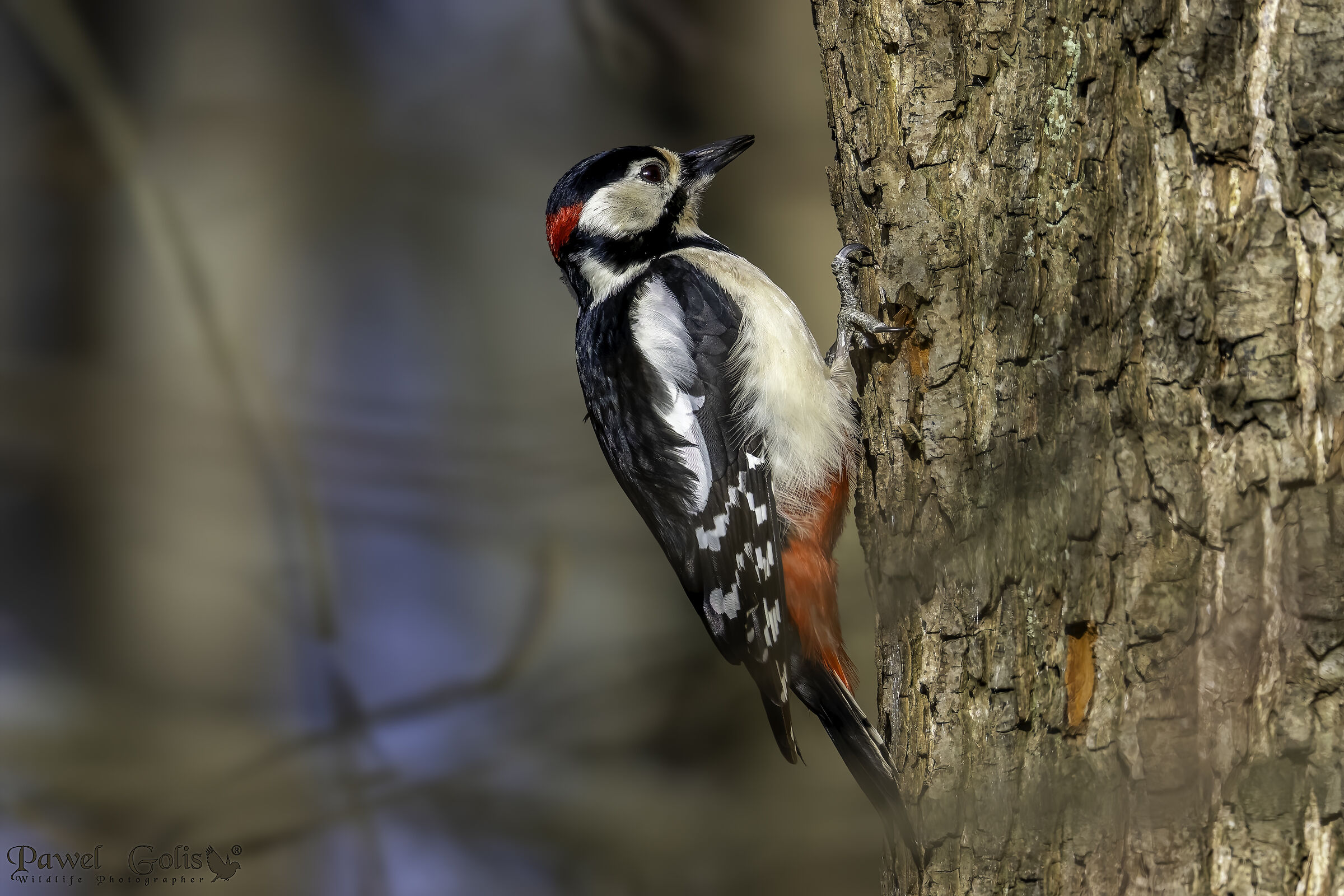 The great spotted woodpecker (Dendrocopos major)