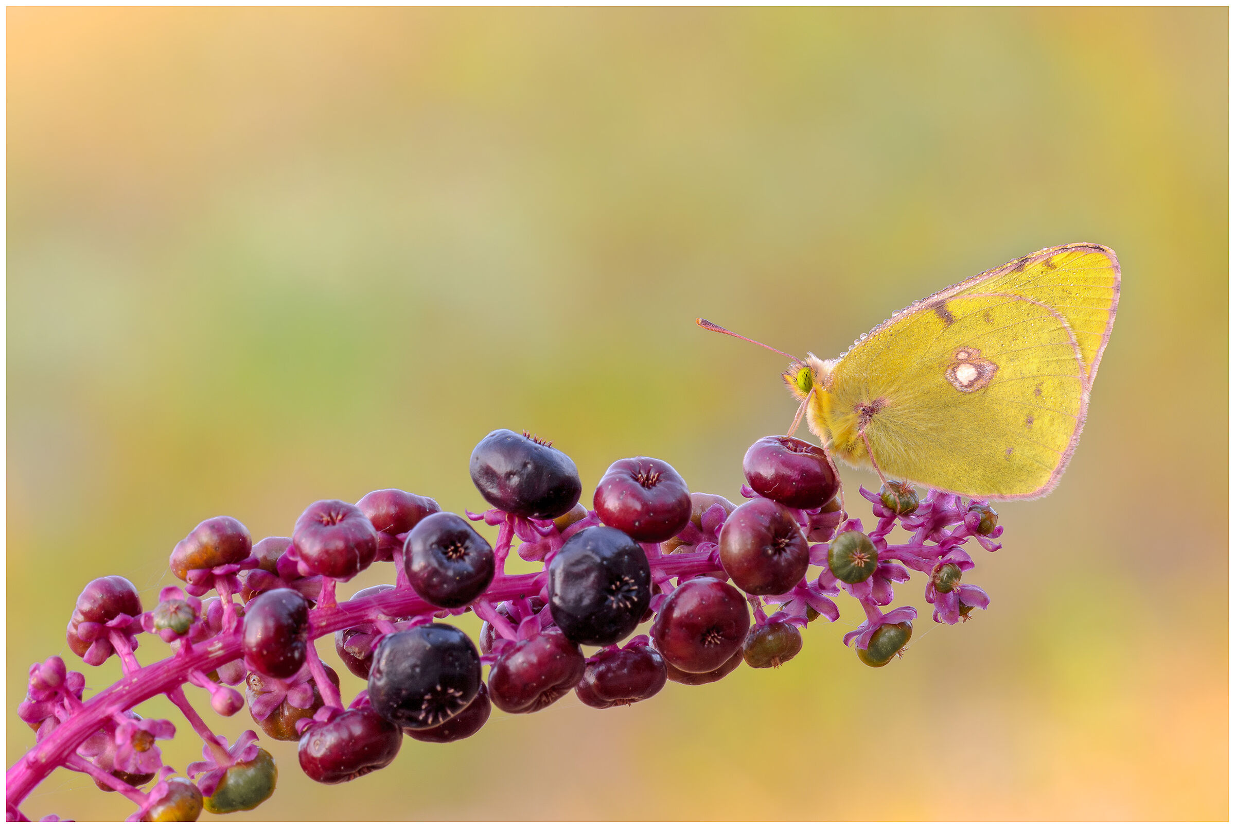 Colias Crocea e Phytolacca