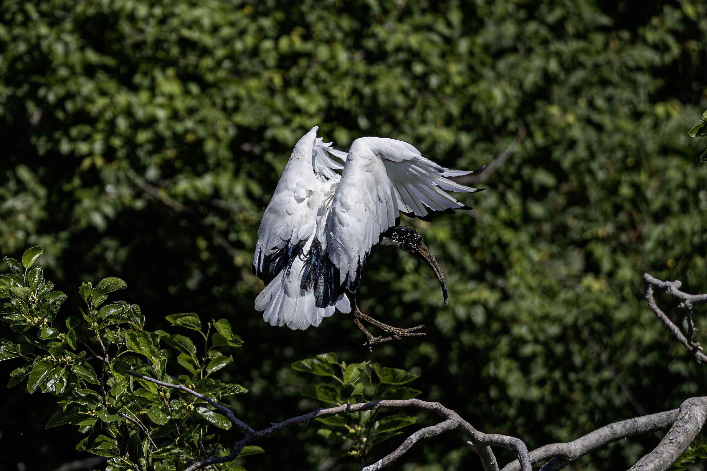 Ibis in fase di atterraggio
