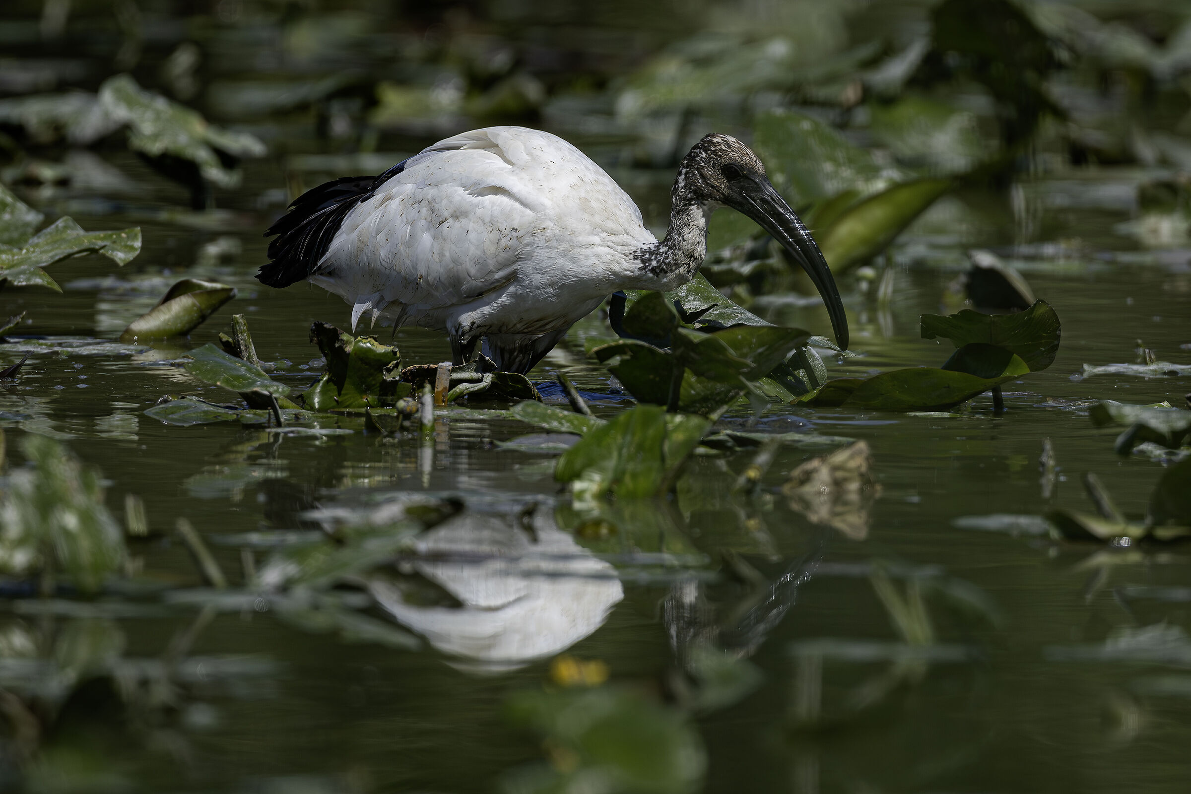 Ibis