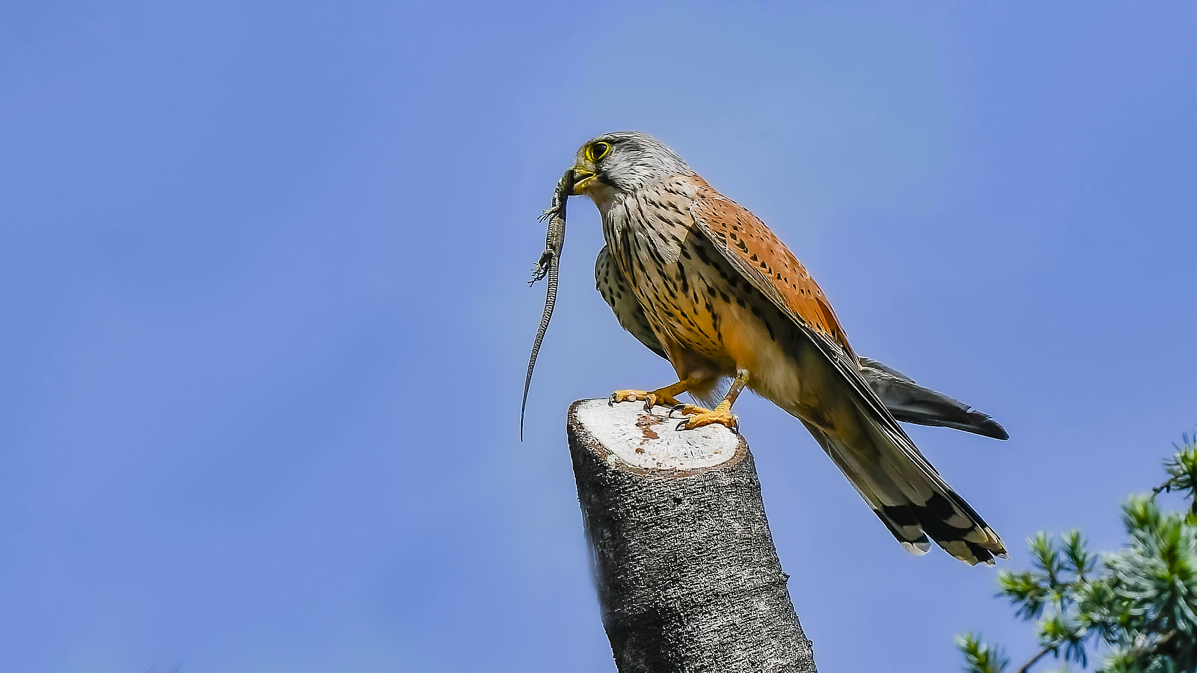 Kestrel with prey !!