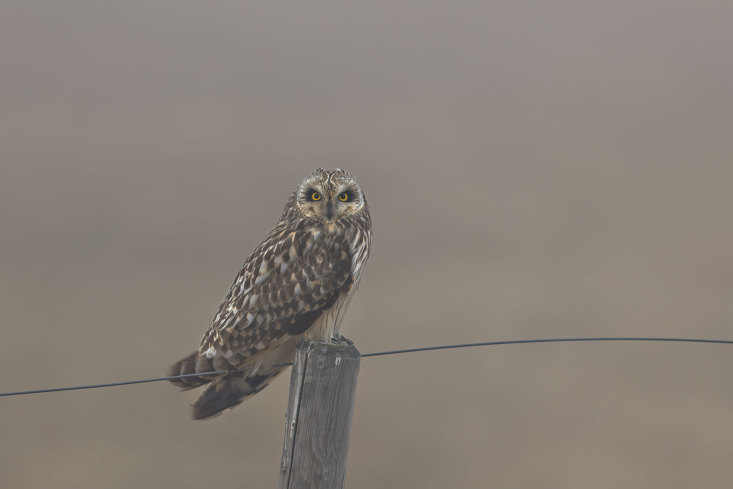 Owl in the Varanger Mist