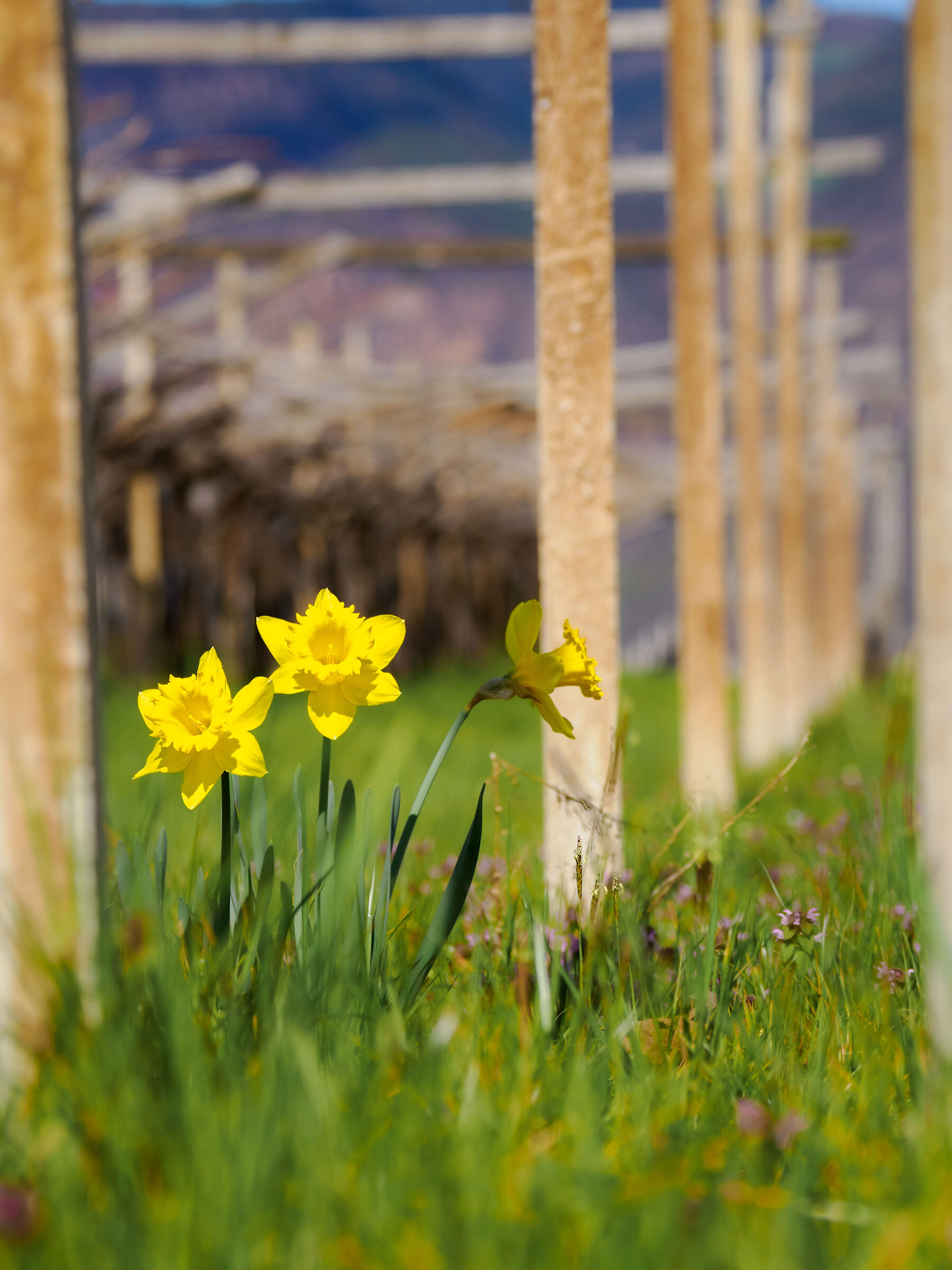 Daffodils