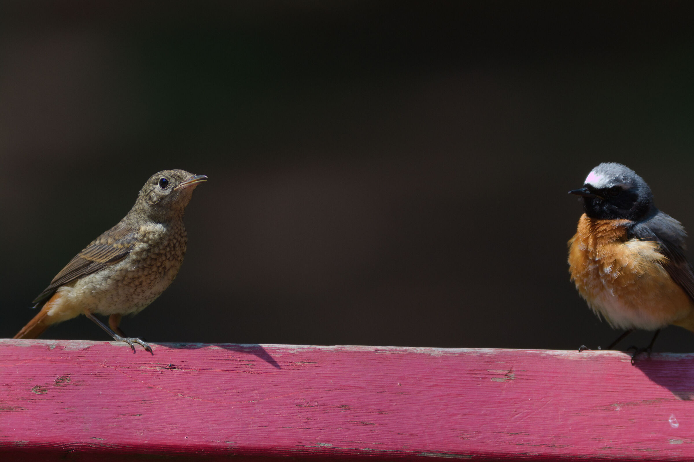 Codirossi. 01/06/25.