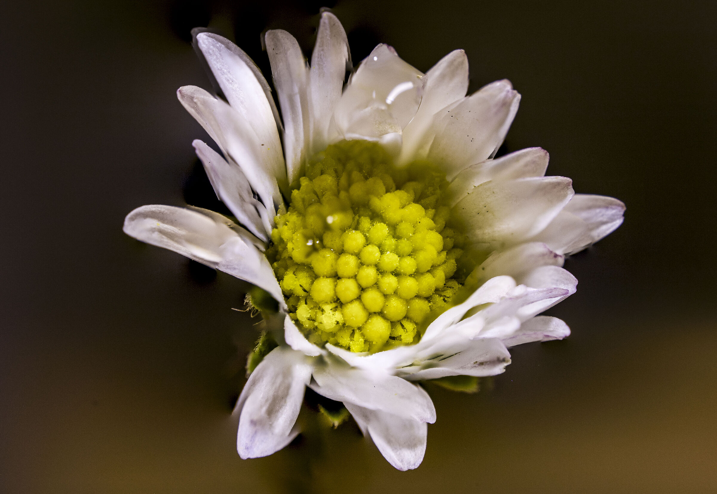 Manual stacking ? flower with drop