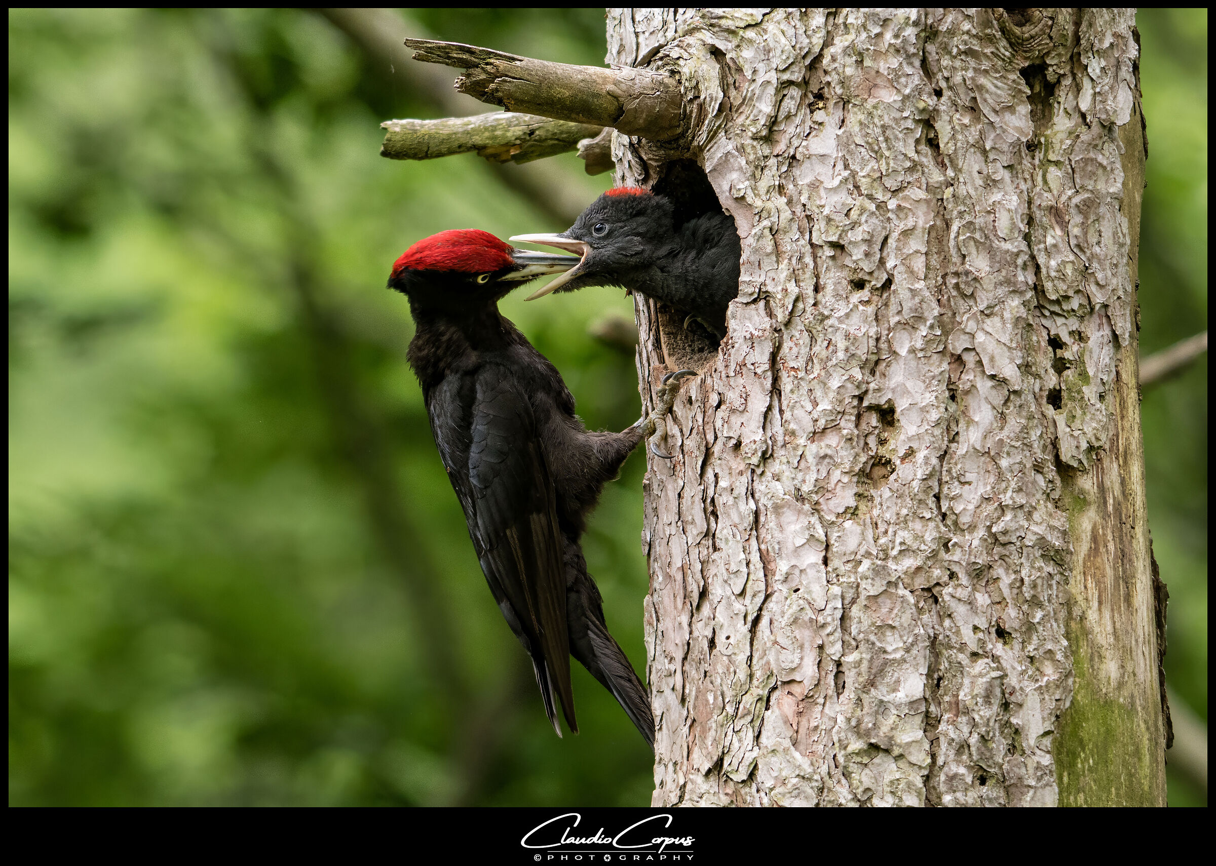 Dryocopus martius (Black Woodpecker)