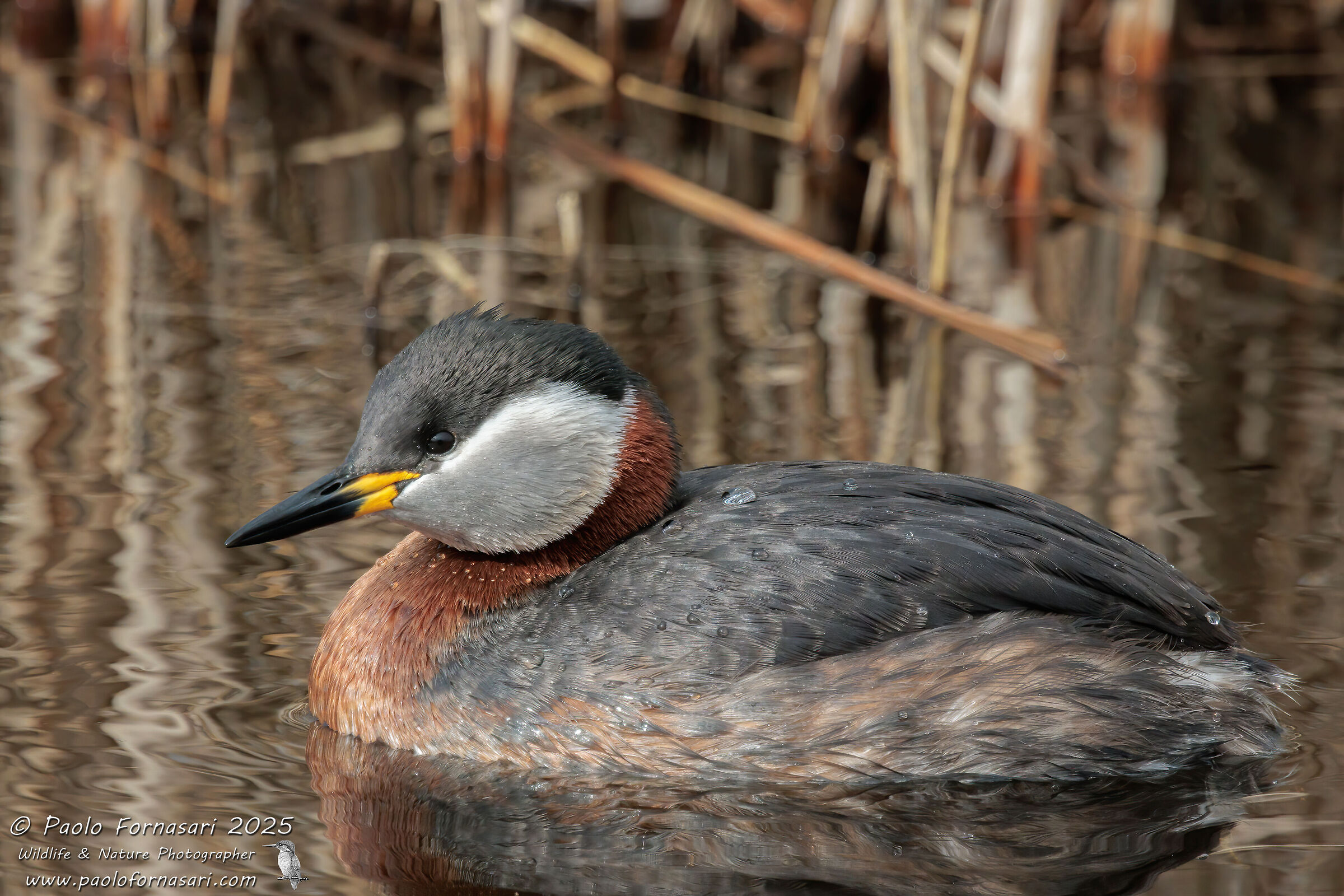 Red-necked Grebe (Podiceps grisegena)