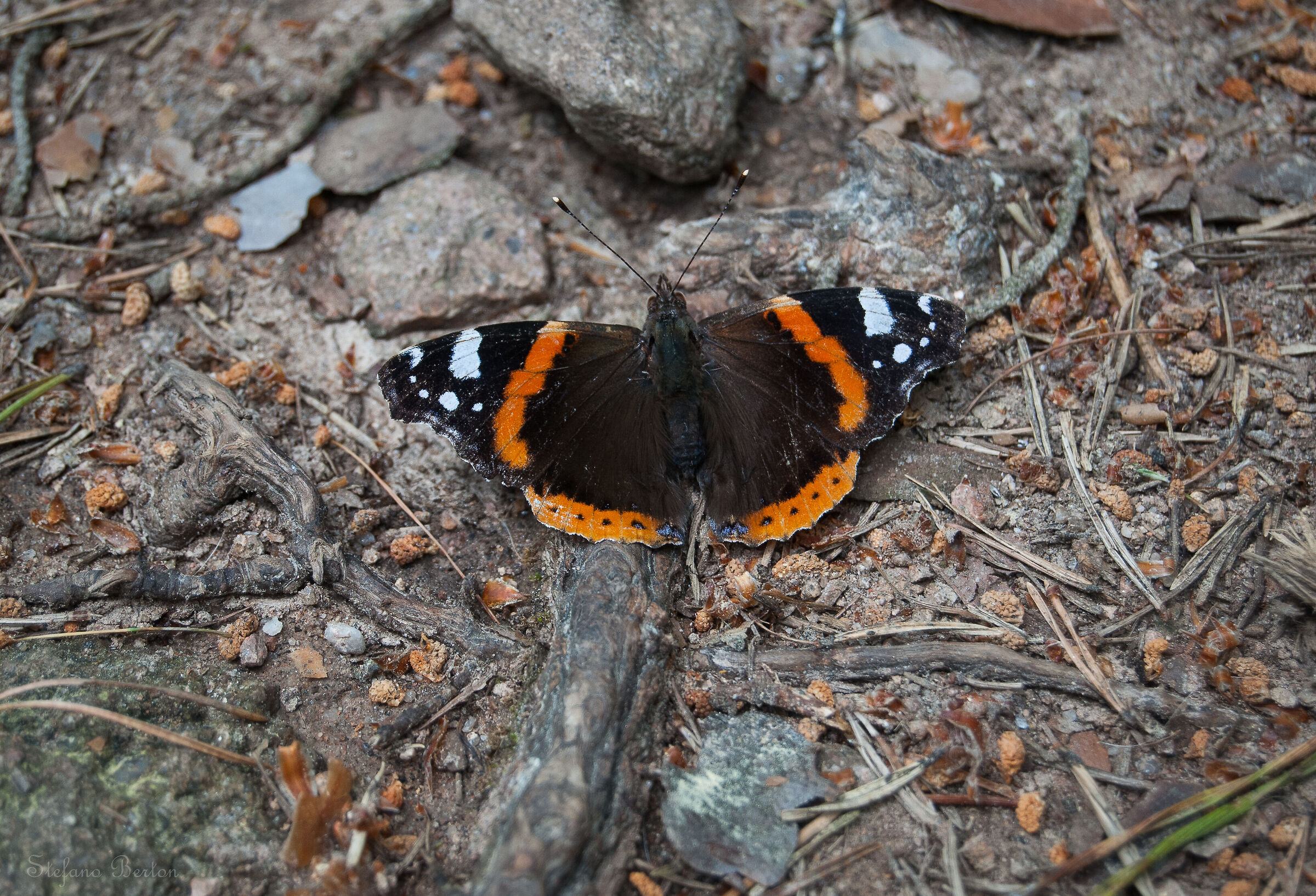 Vanessa Atalanta
