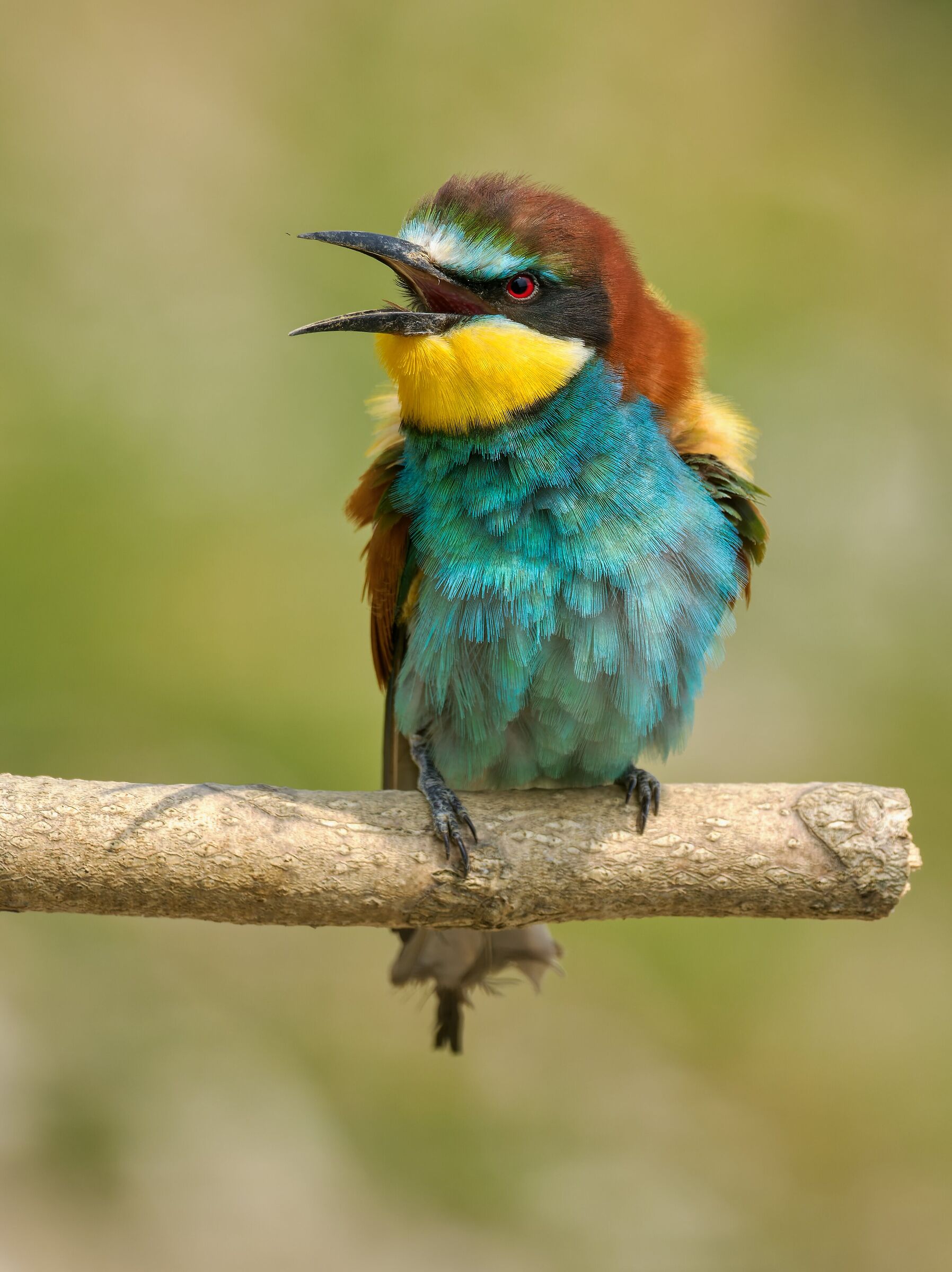 Bee-eater