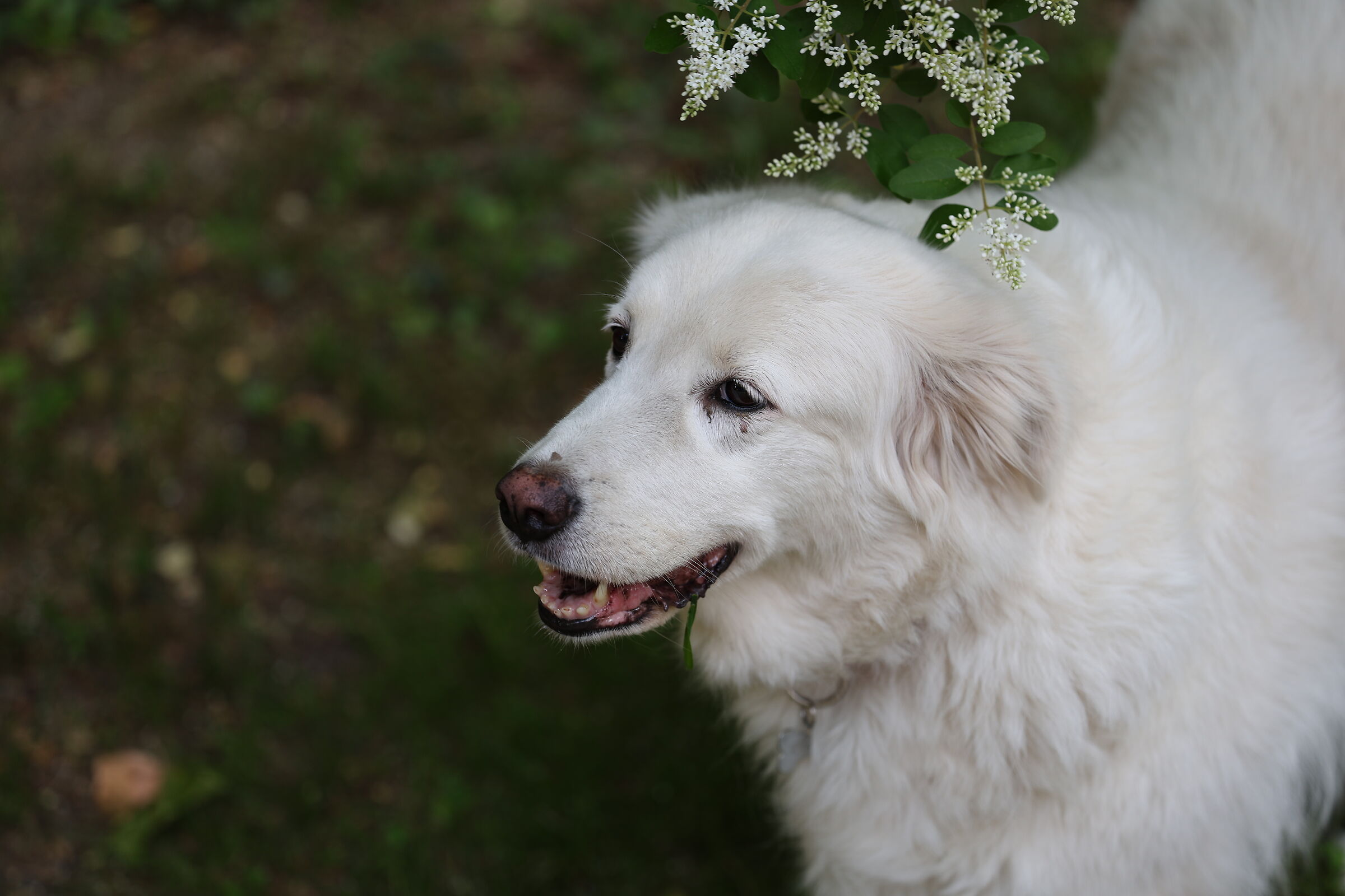 Spring Princess