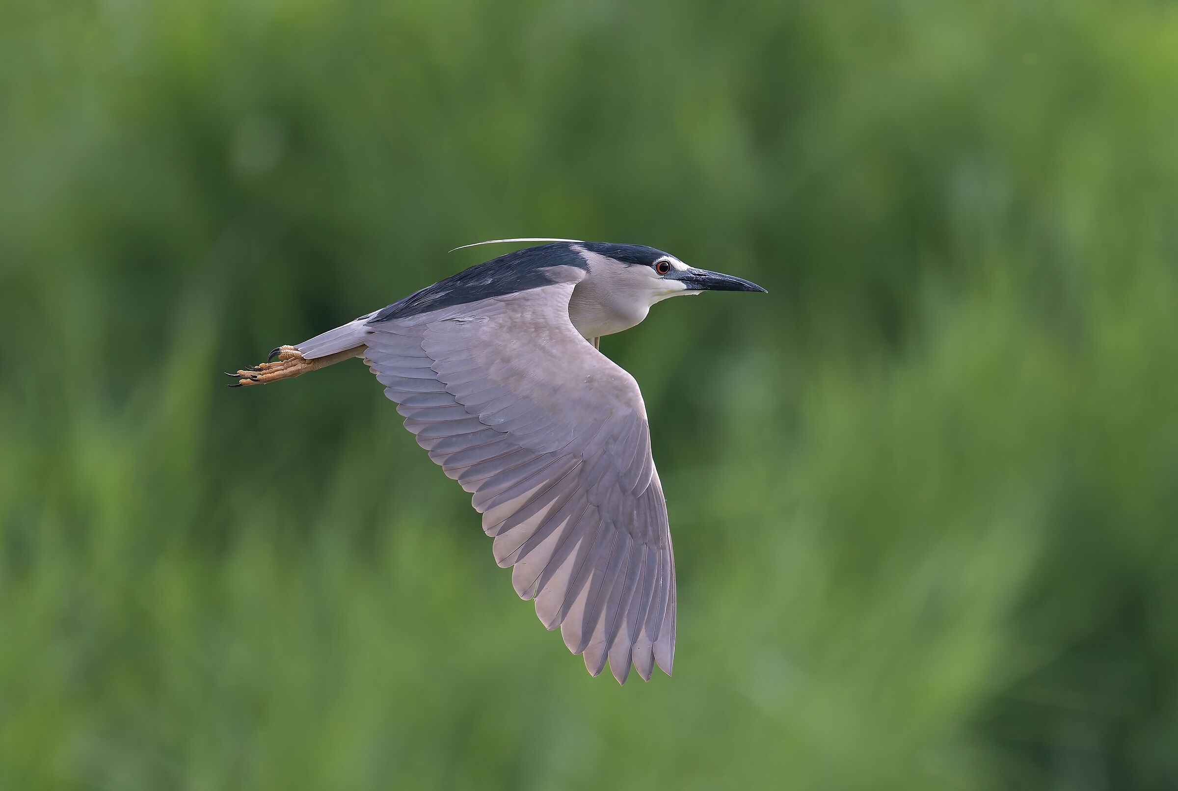 Night Heron - Sant'Albano Stura - Piedmont