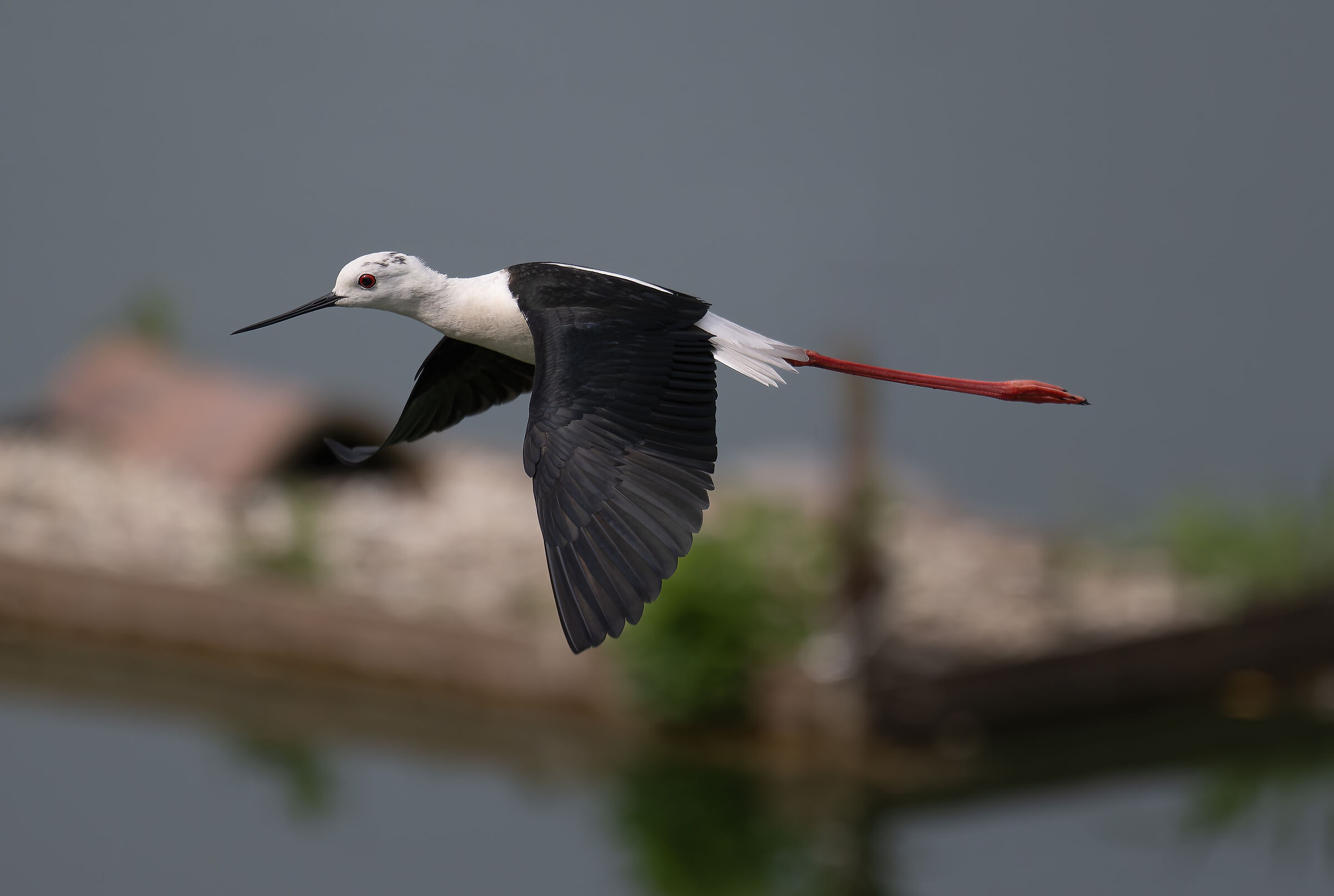 Black-winged Stilt - Sant'Albano Stura - Piedmont