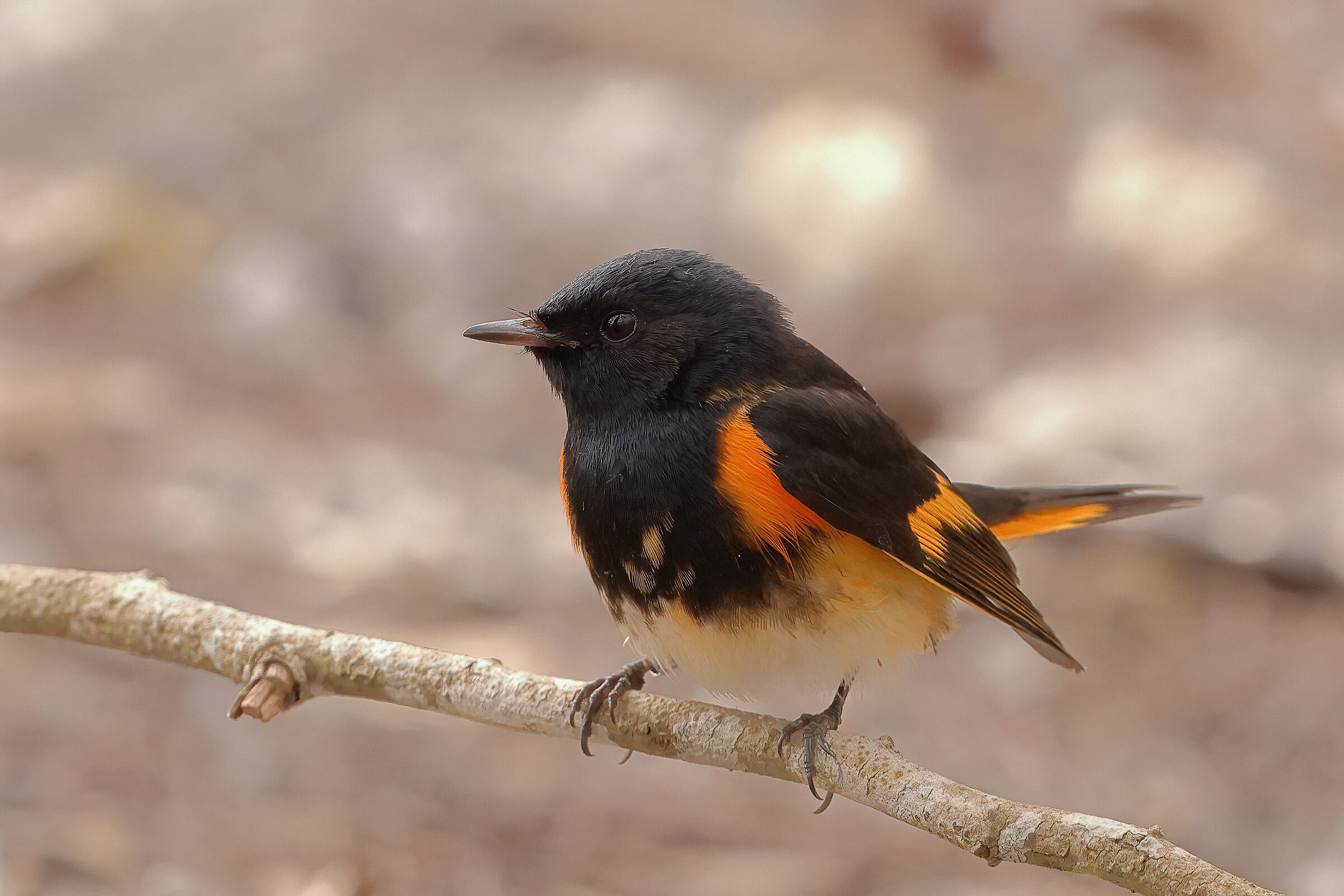 American Redstart