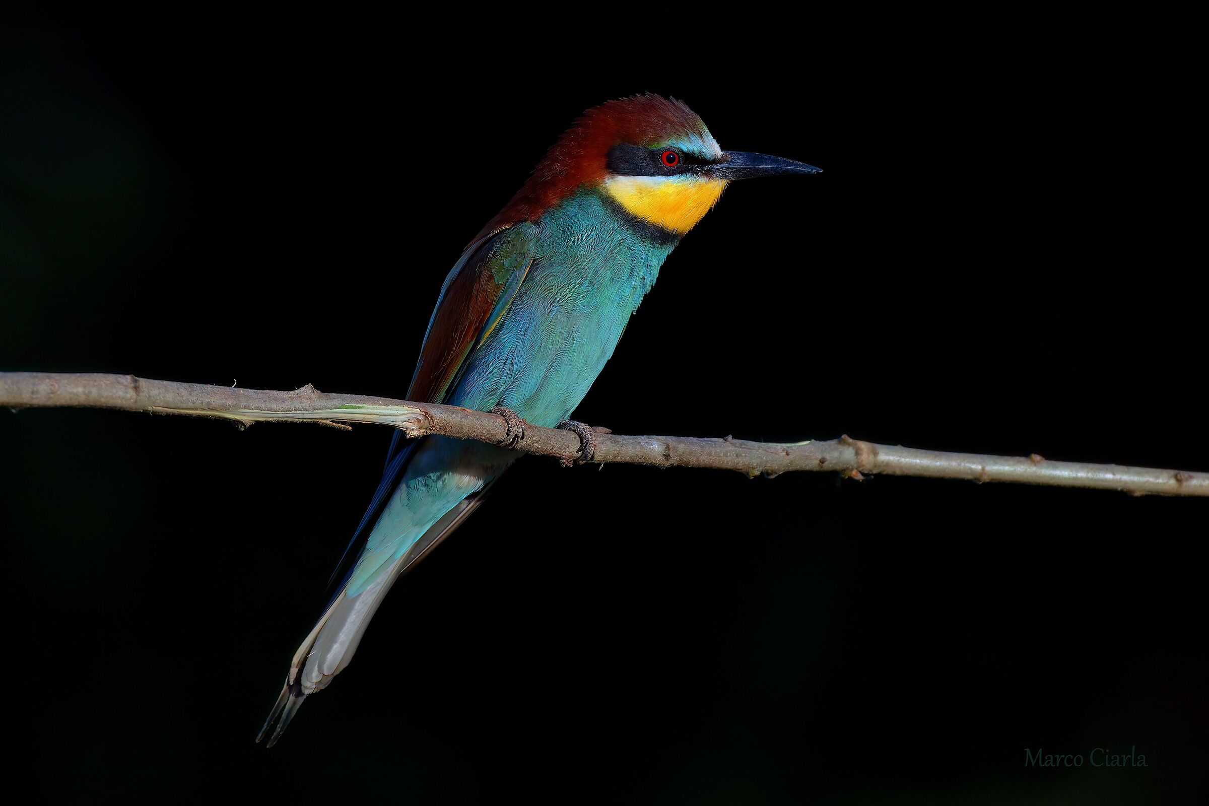 Gruccione  (Merops apiaster )