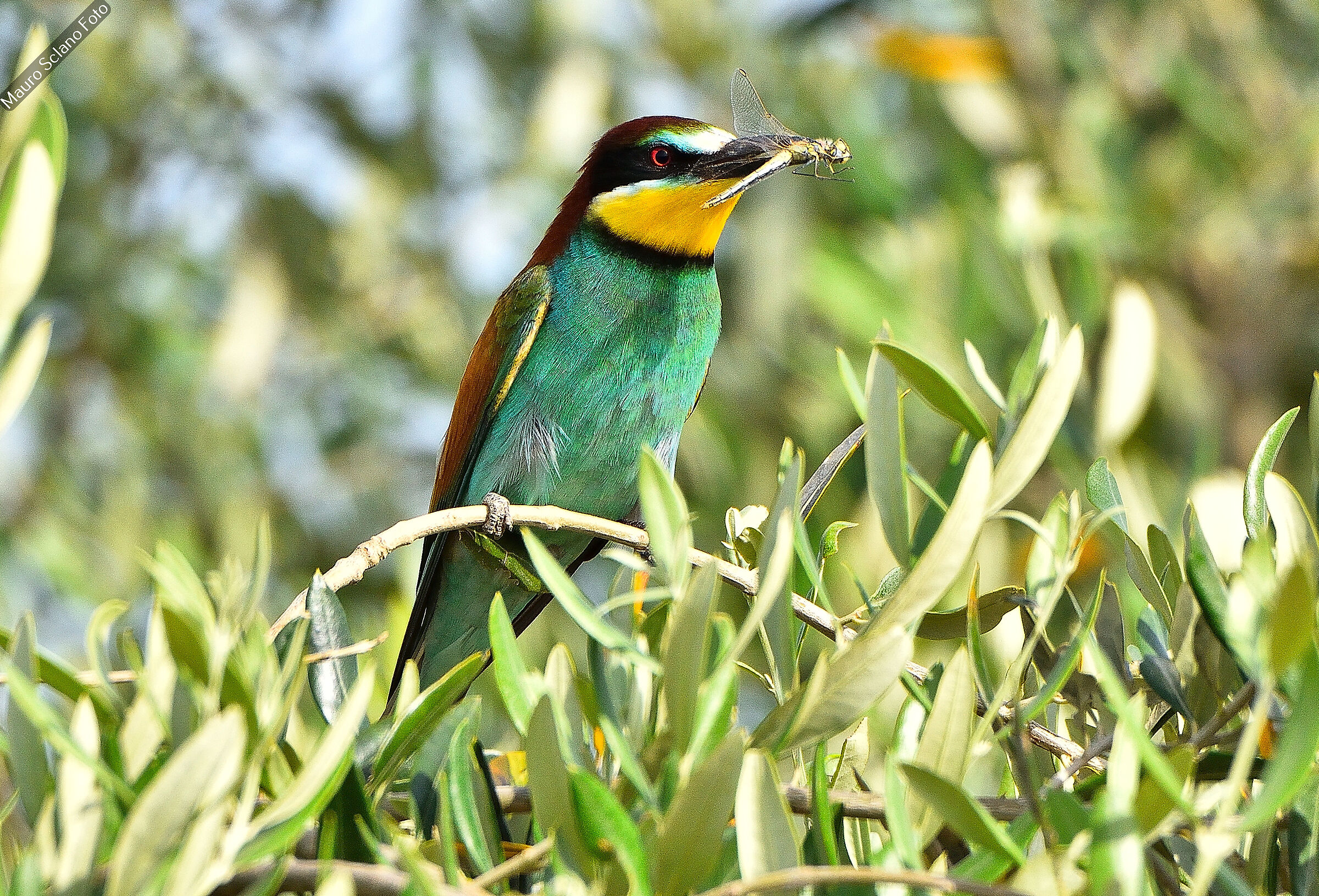Bee-eater