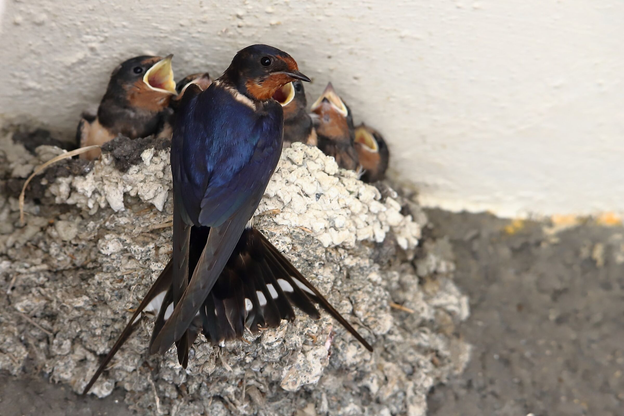 Rondinini affamati (Hirundo rustica)