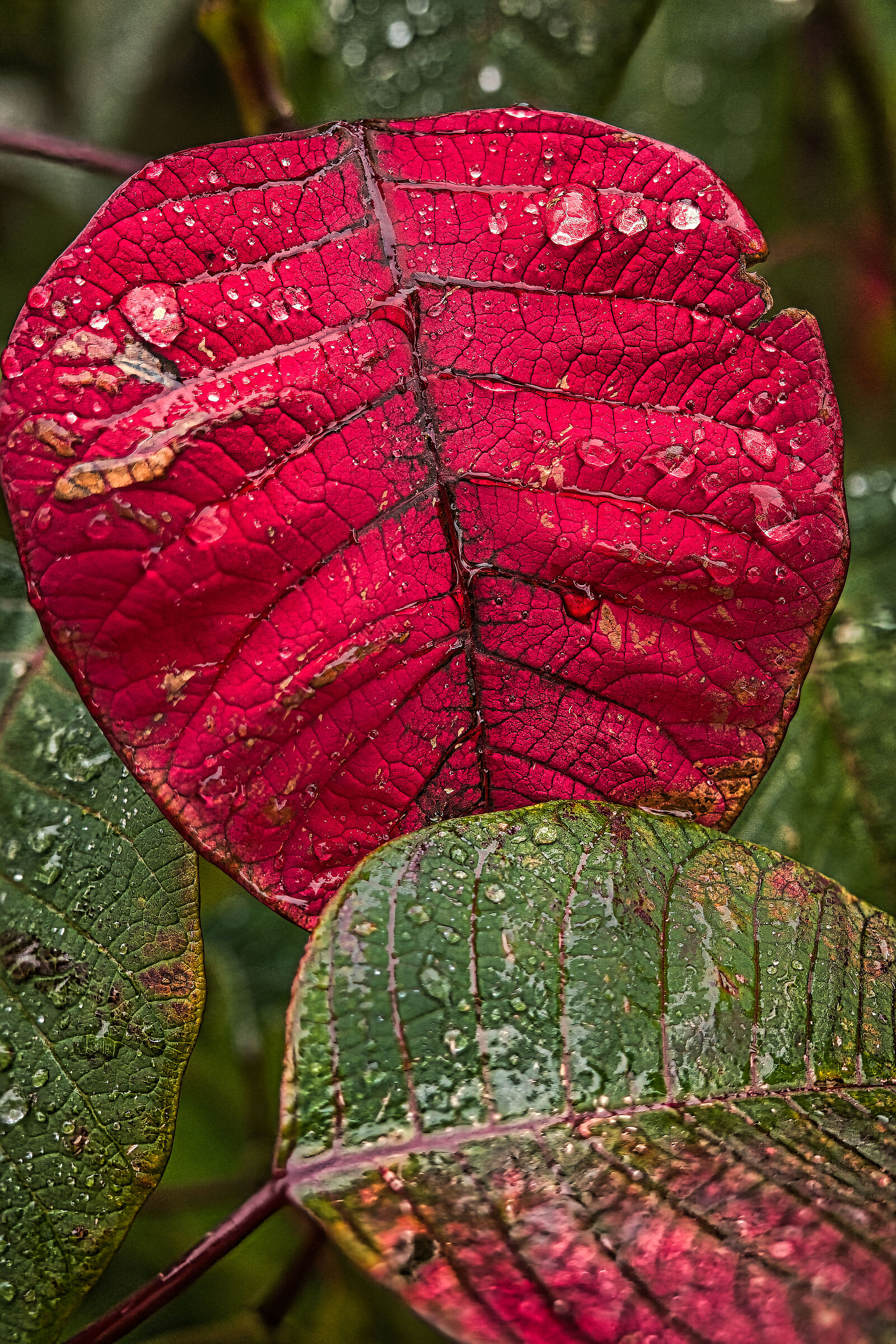 Foglie dopo la pioggia