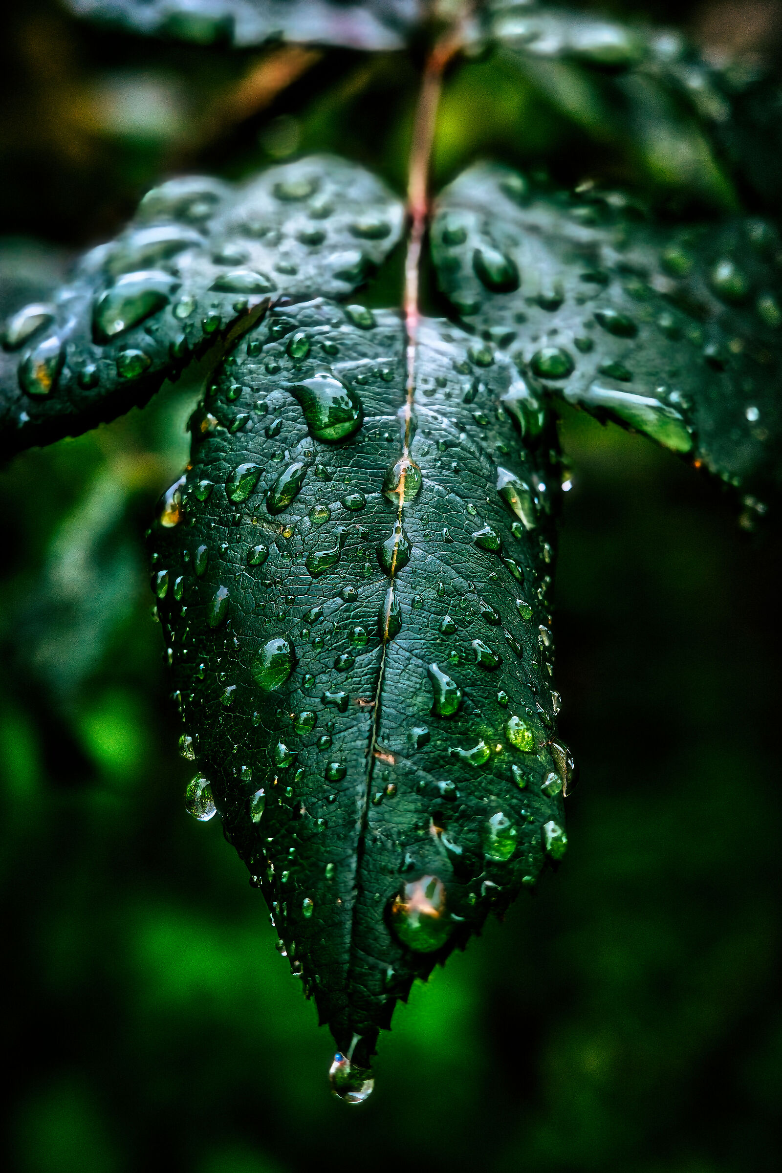 Sfumature di verde dopo la pioggia
