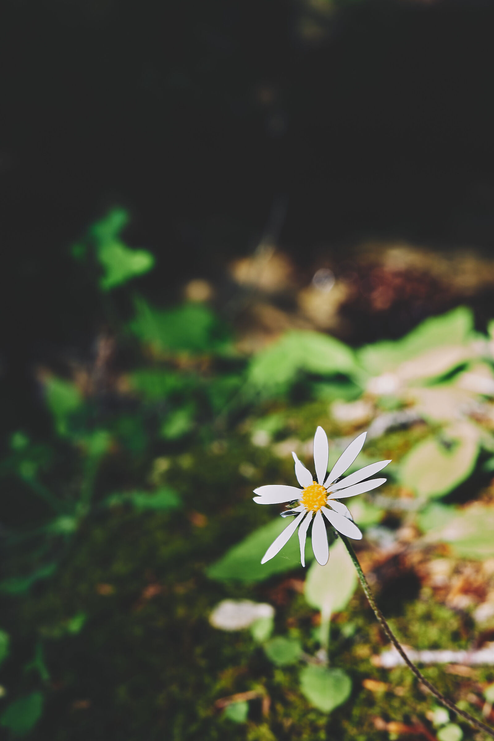 Sola in mezzo al bosco