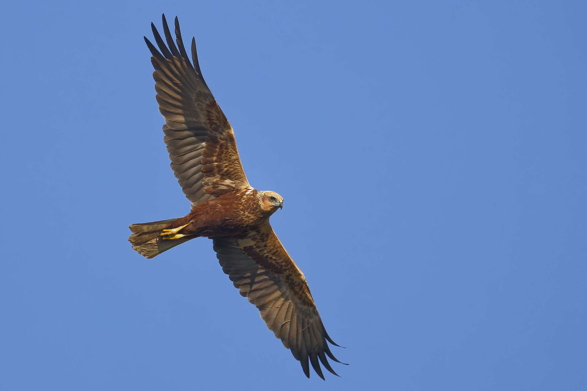 Female marsh harrier hunting
