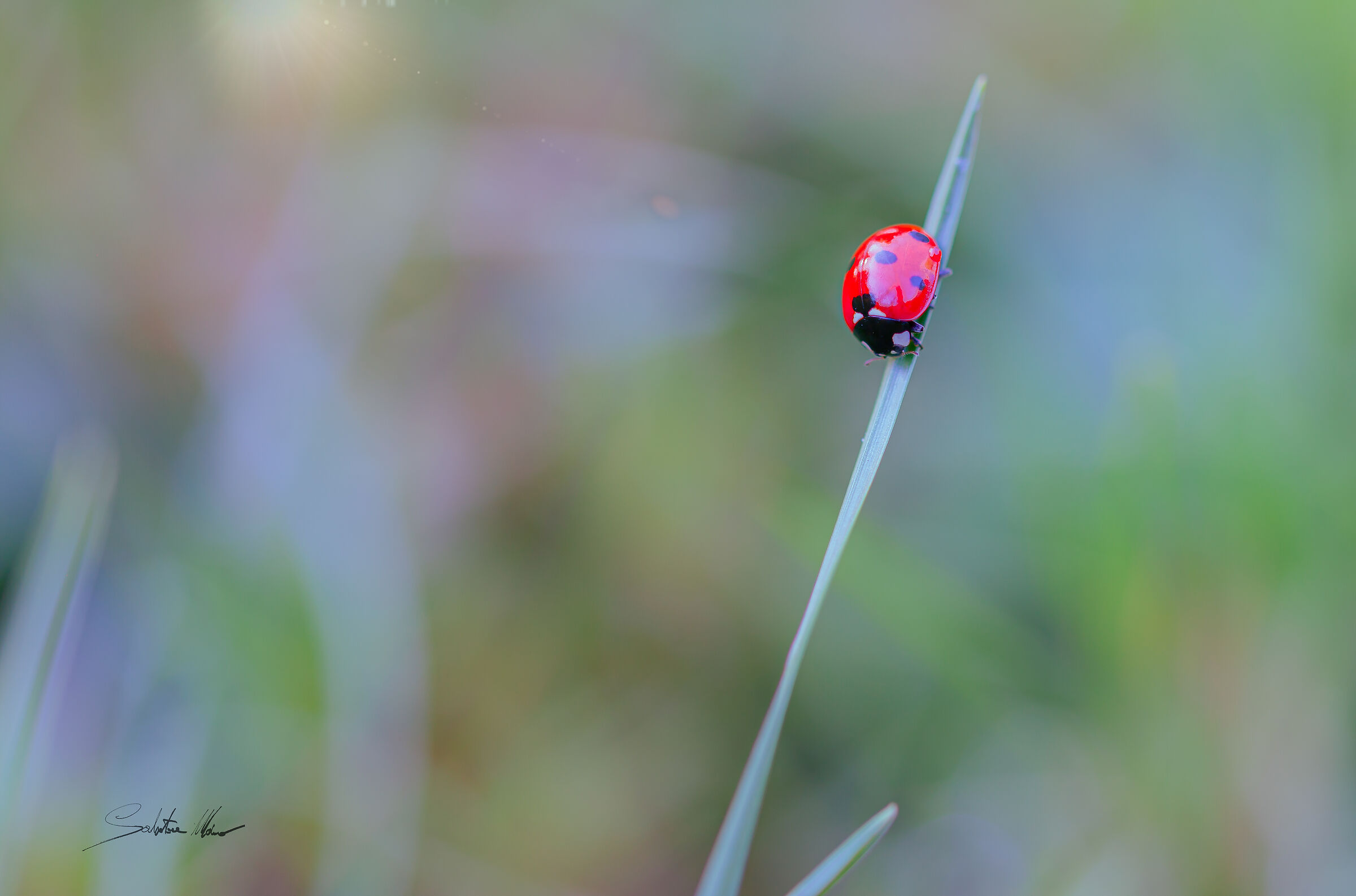 In cerca del raggio di sole
