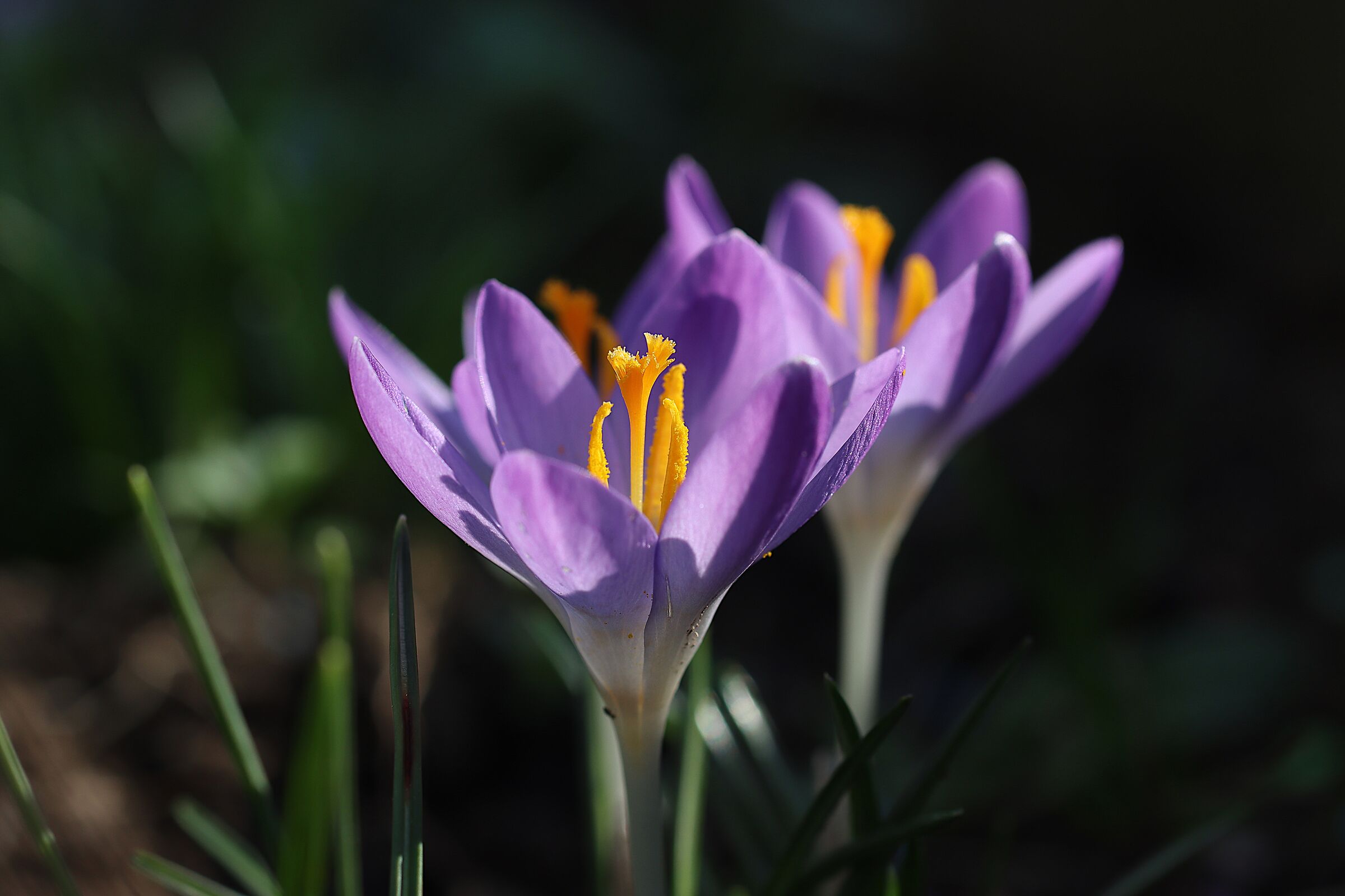 CROCUS