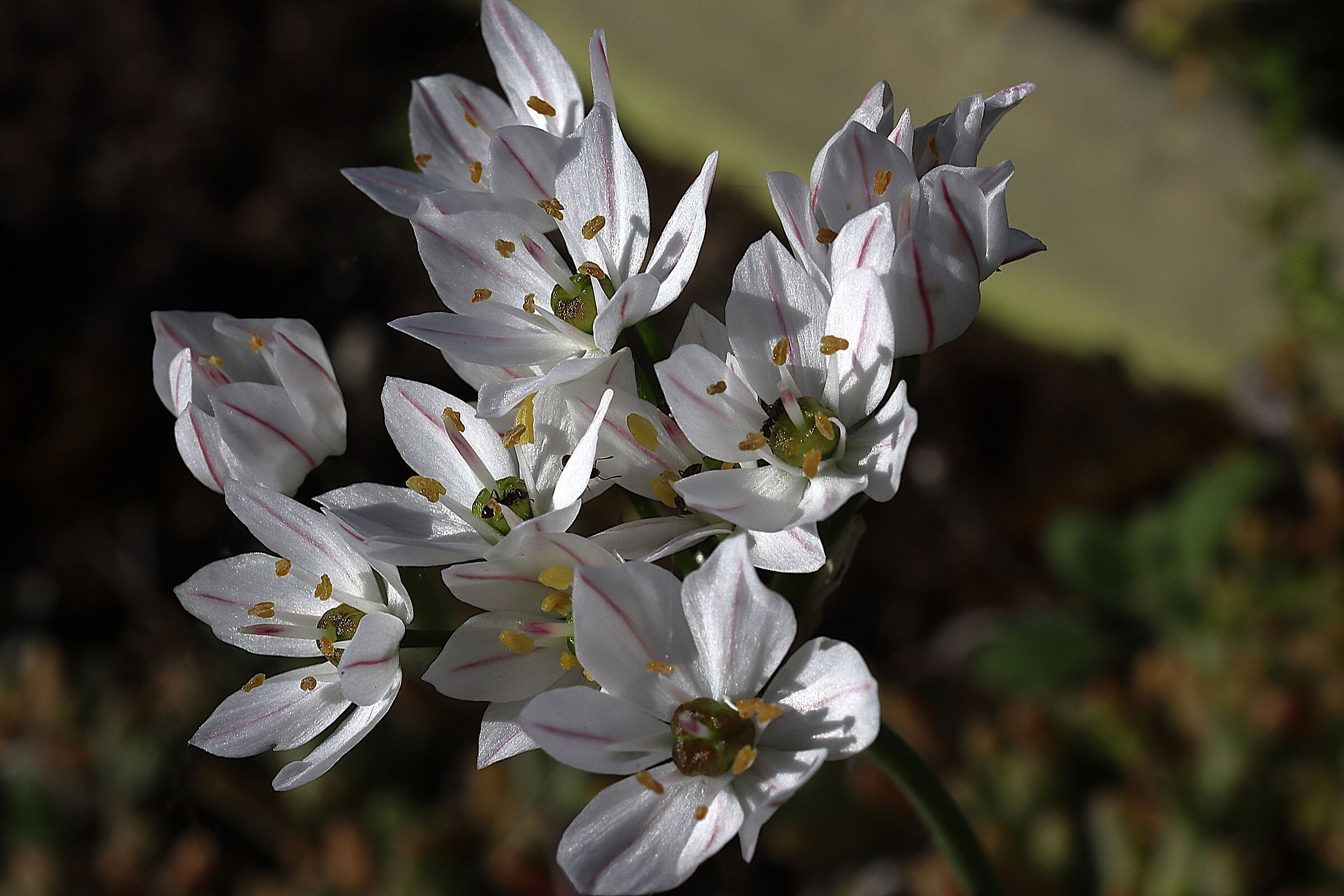 ALIUM RAMOSUN