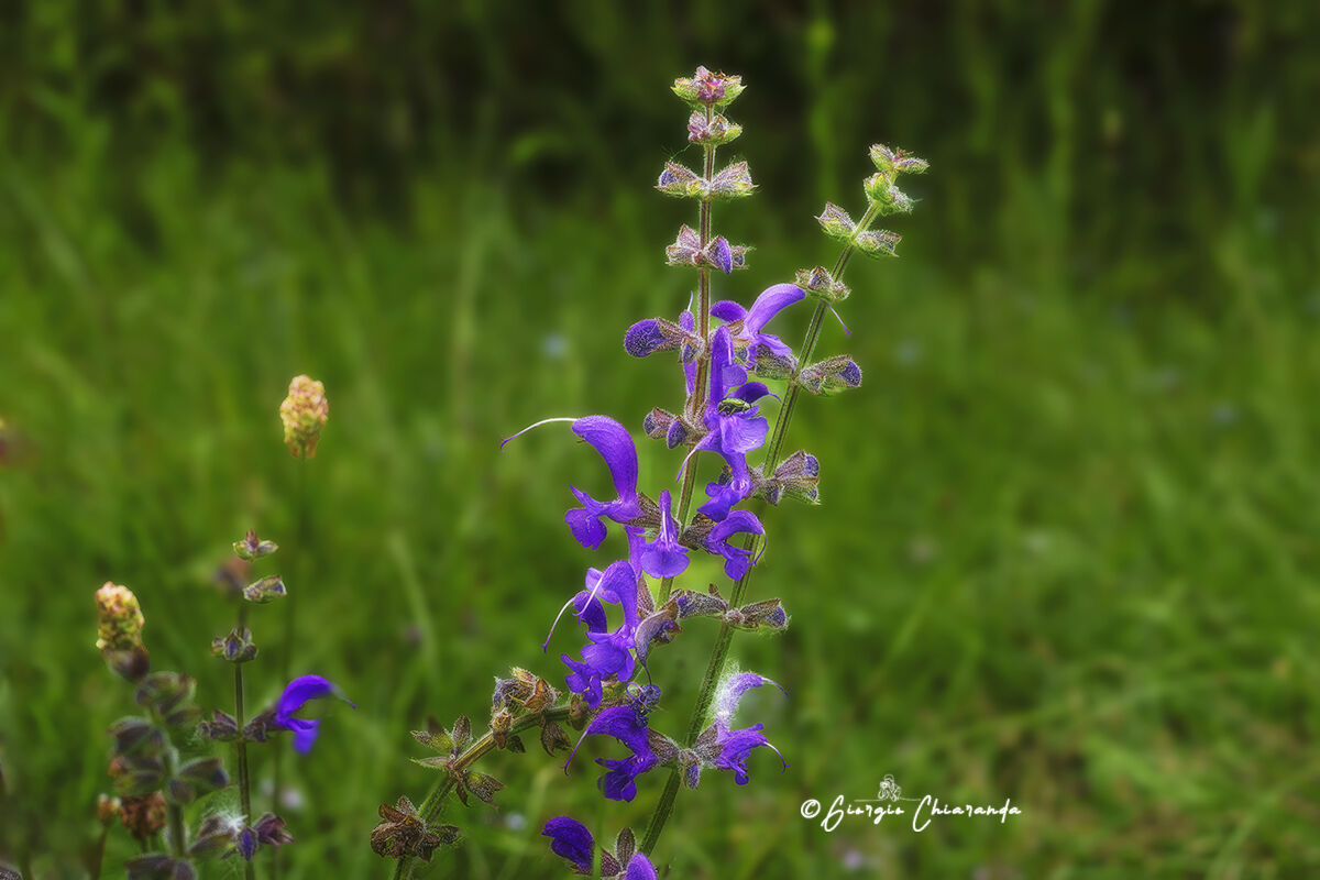 Salvia dei prati (Salvia pratensis)