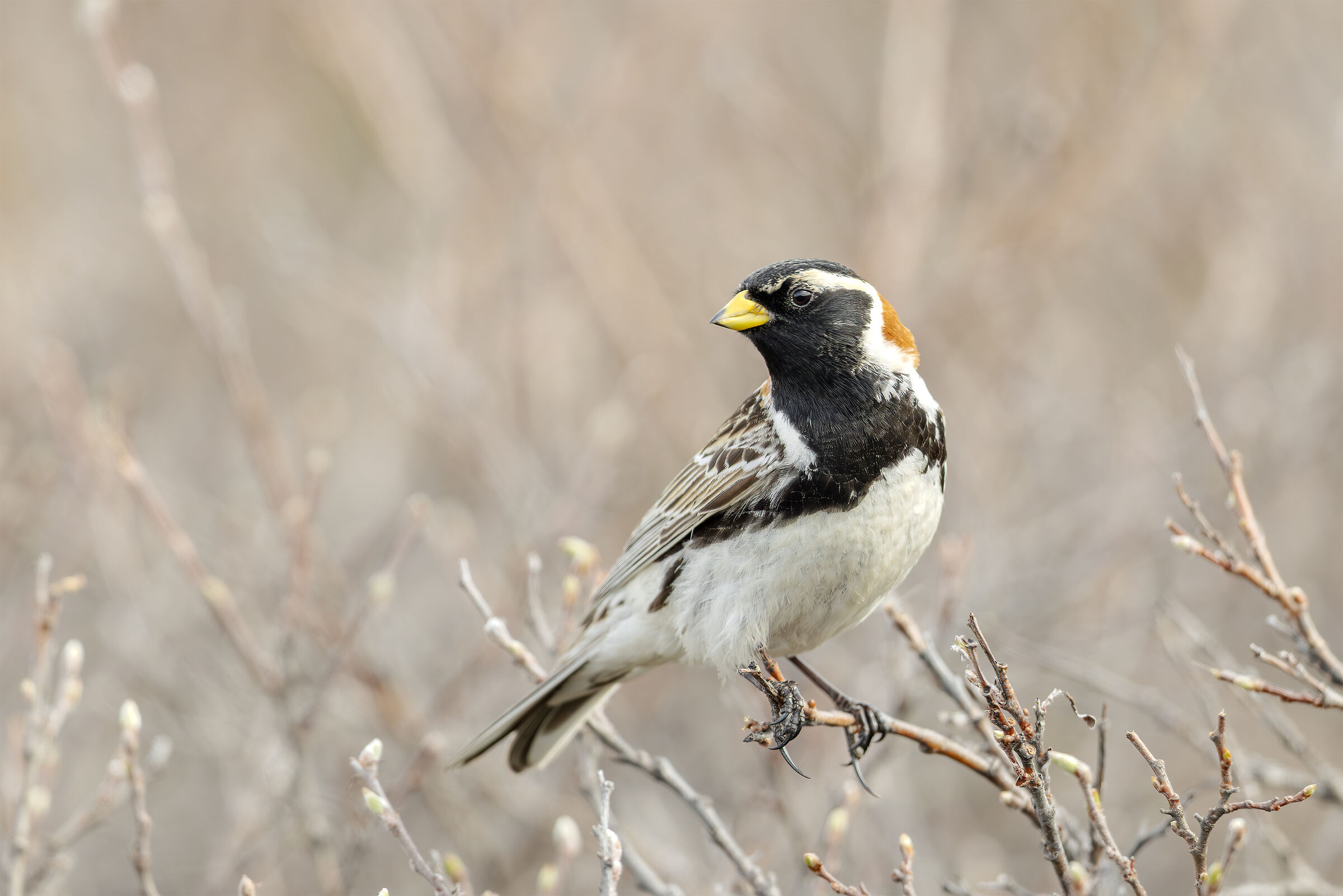 Lapland bunting