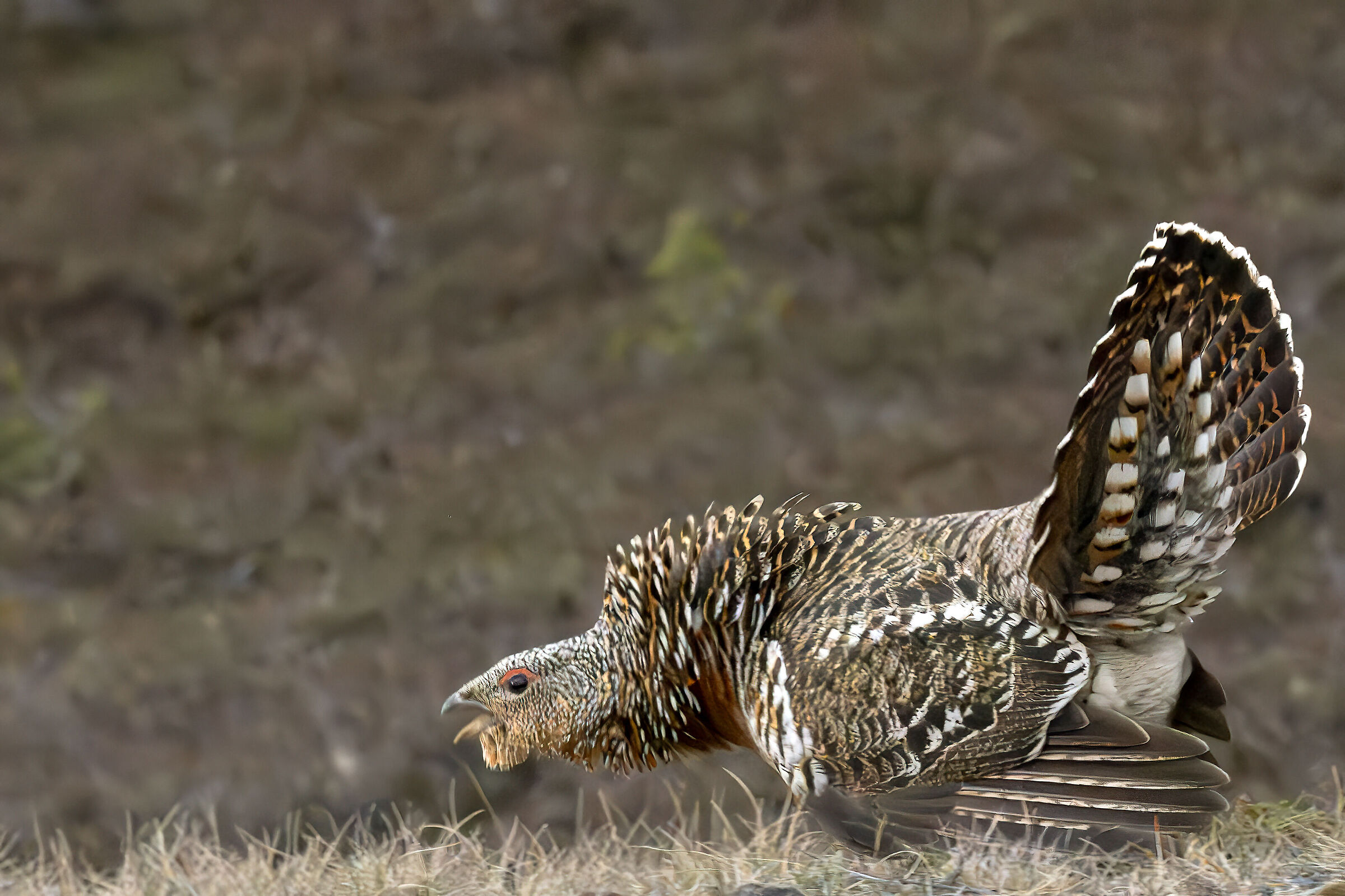 Gallo cedrone femmina