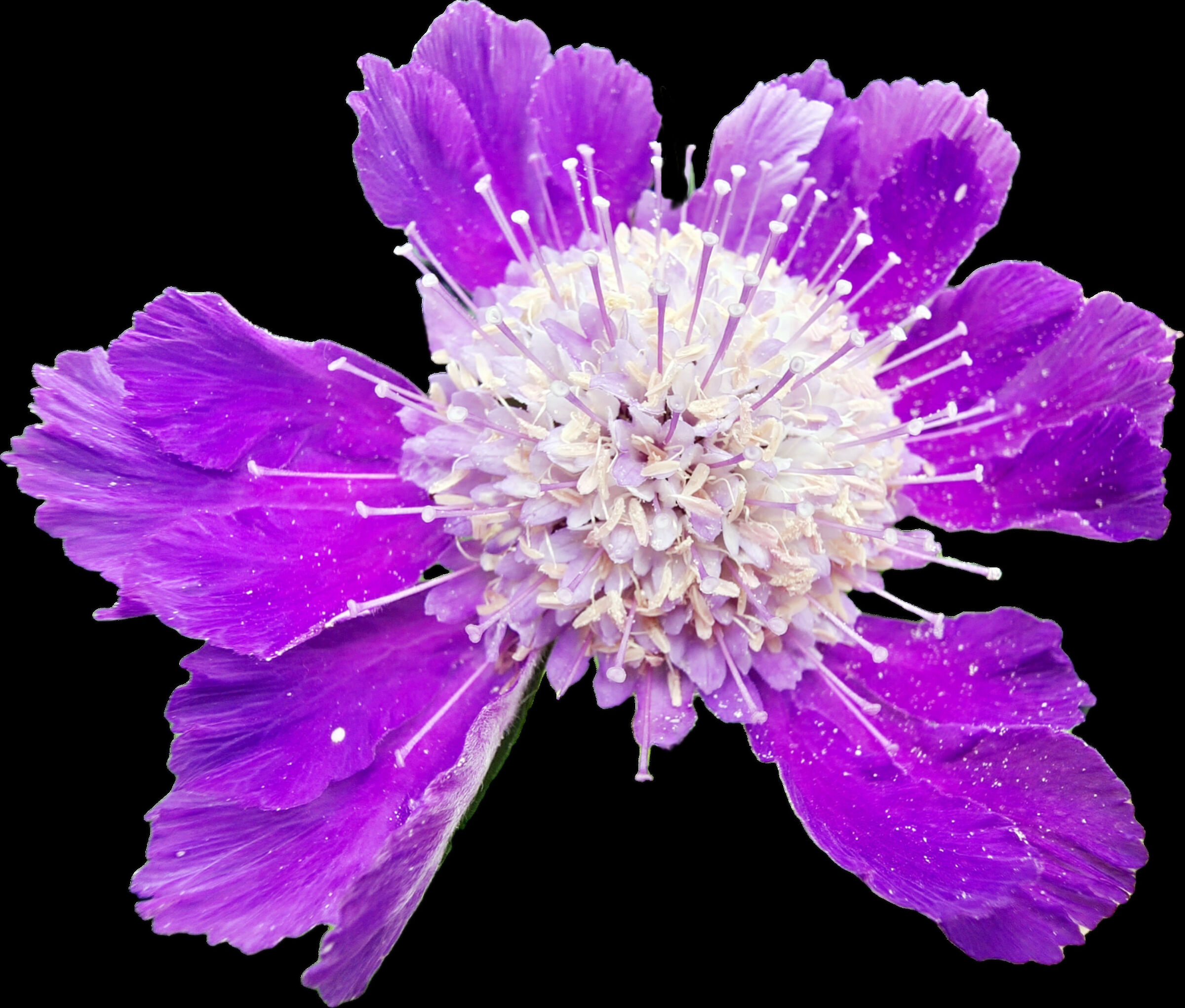 Sempre lei la scabiosa Caucasica
