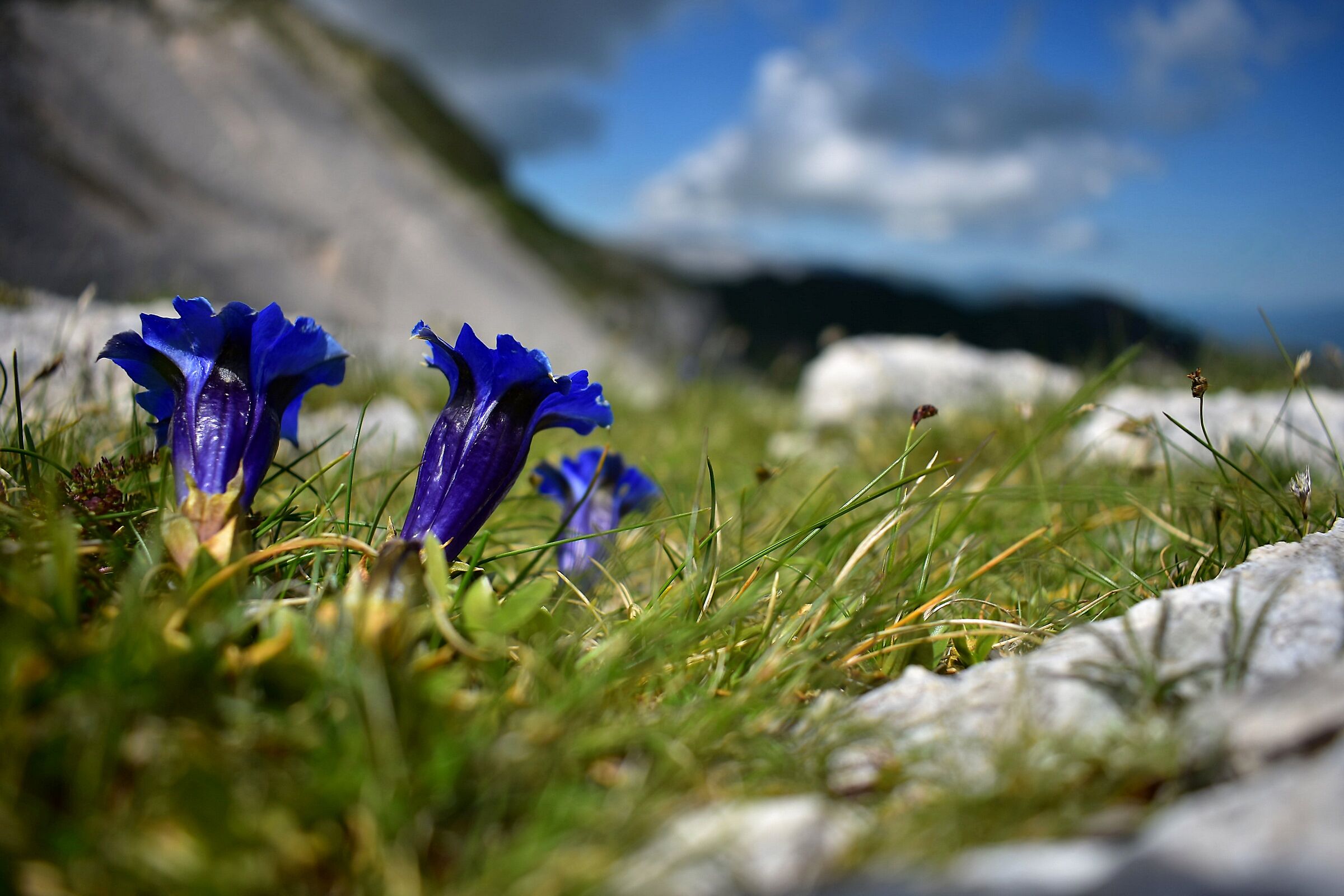 Le sentinelle di Passo Monaci