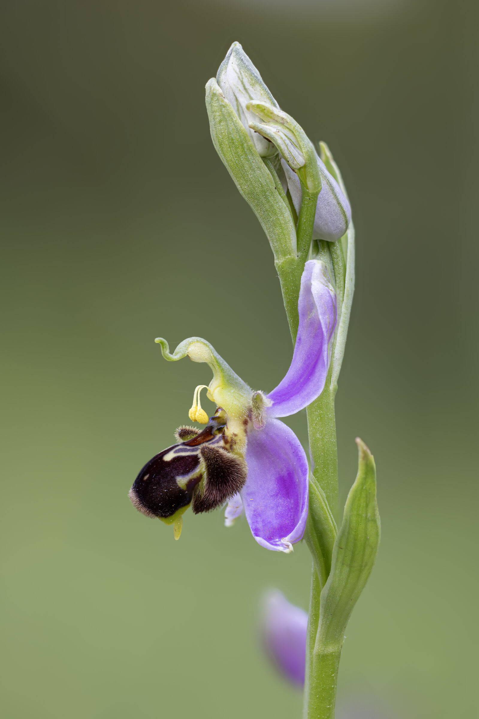 Ophrys apifera