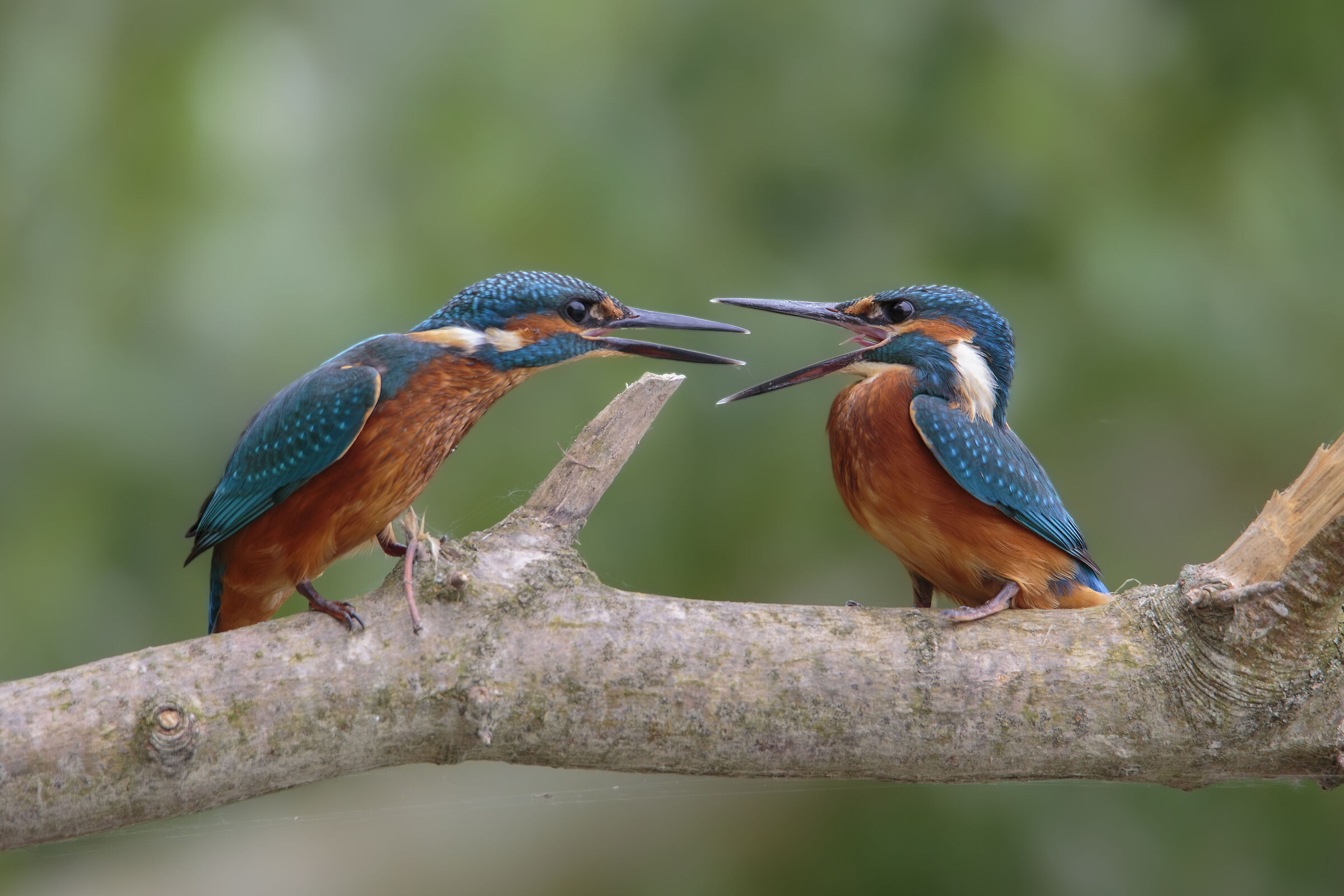 The odd couple