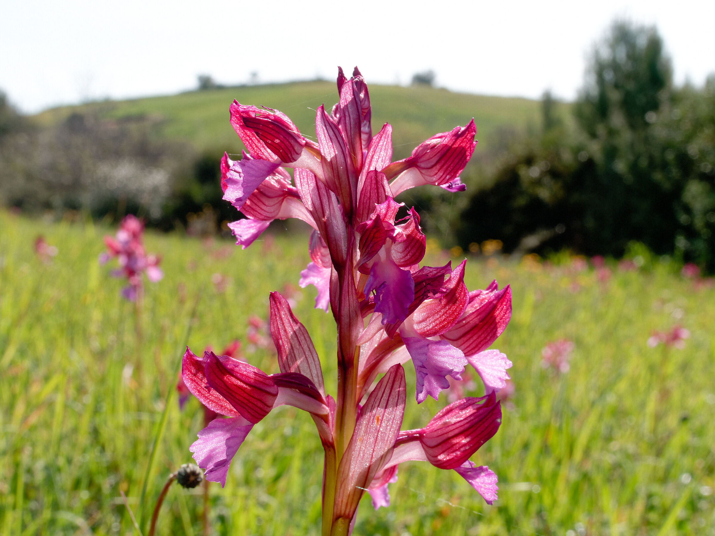 Anacamptis papilionacea