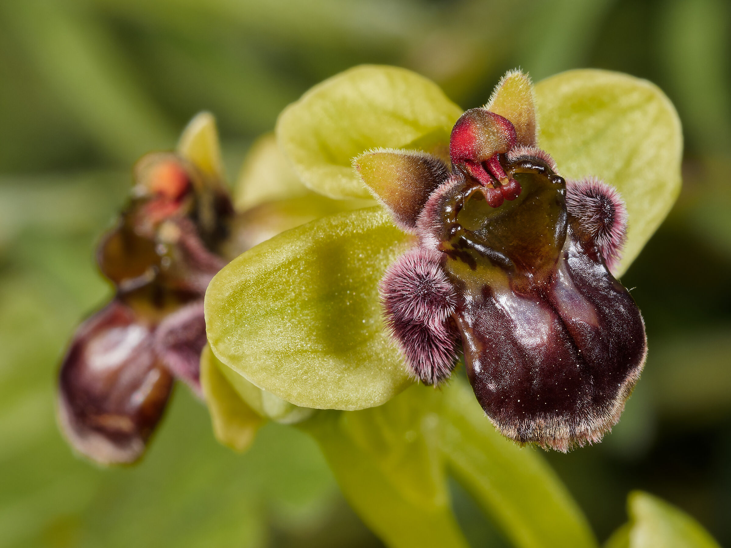 Ophrys bombylifora