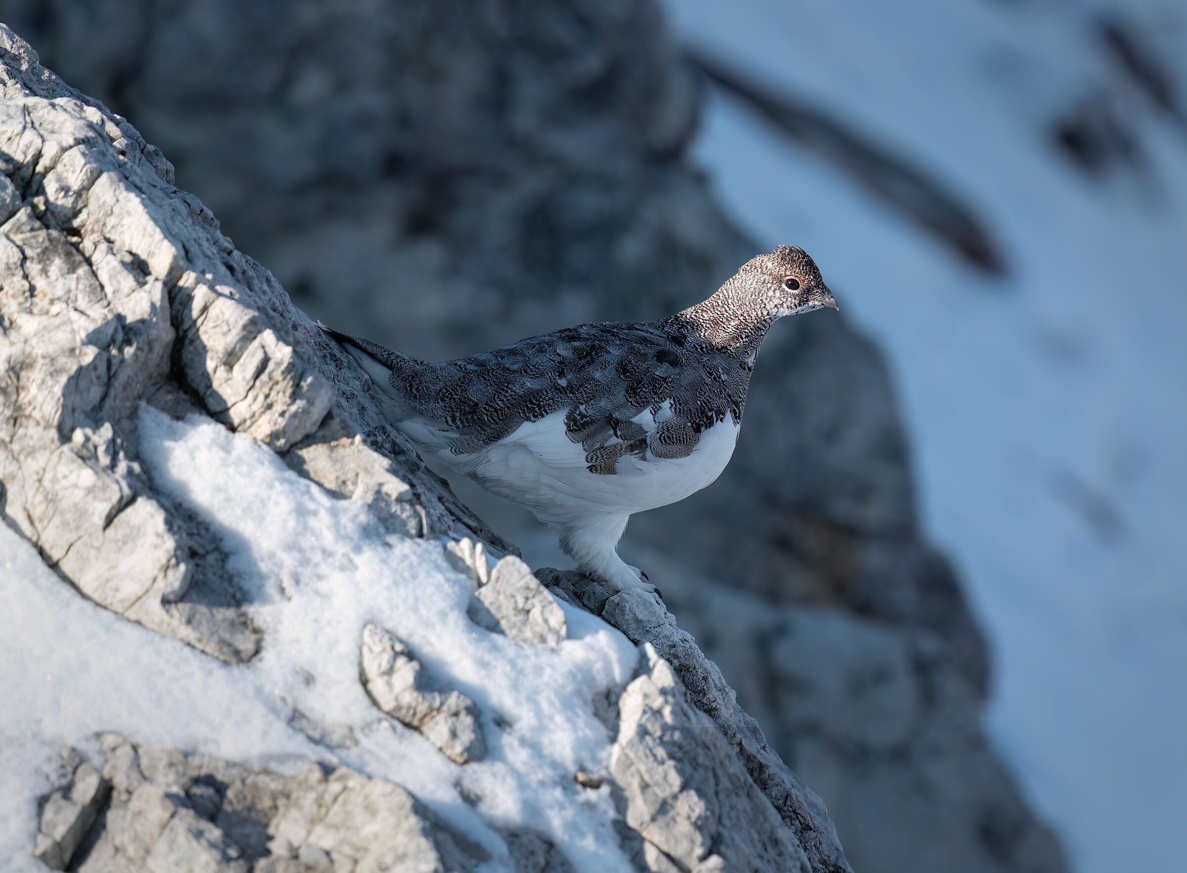 Ptarmigan