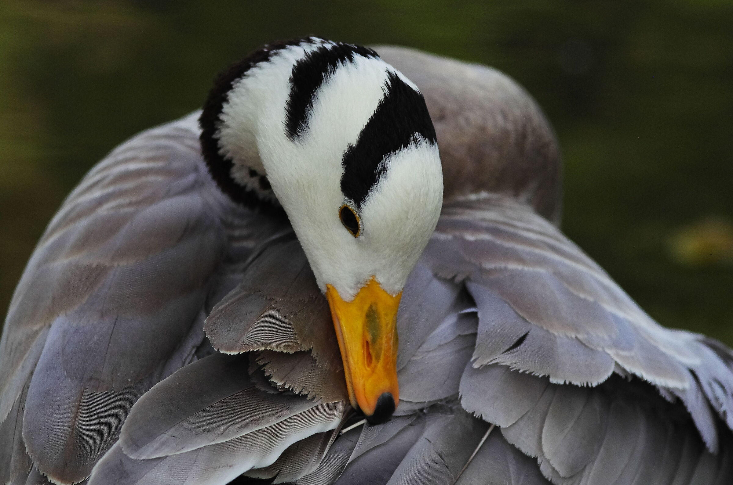 Indian goose