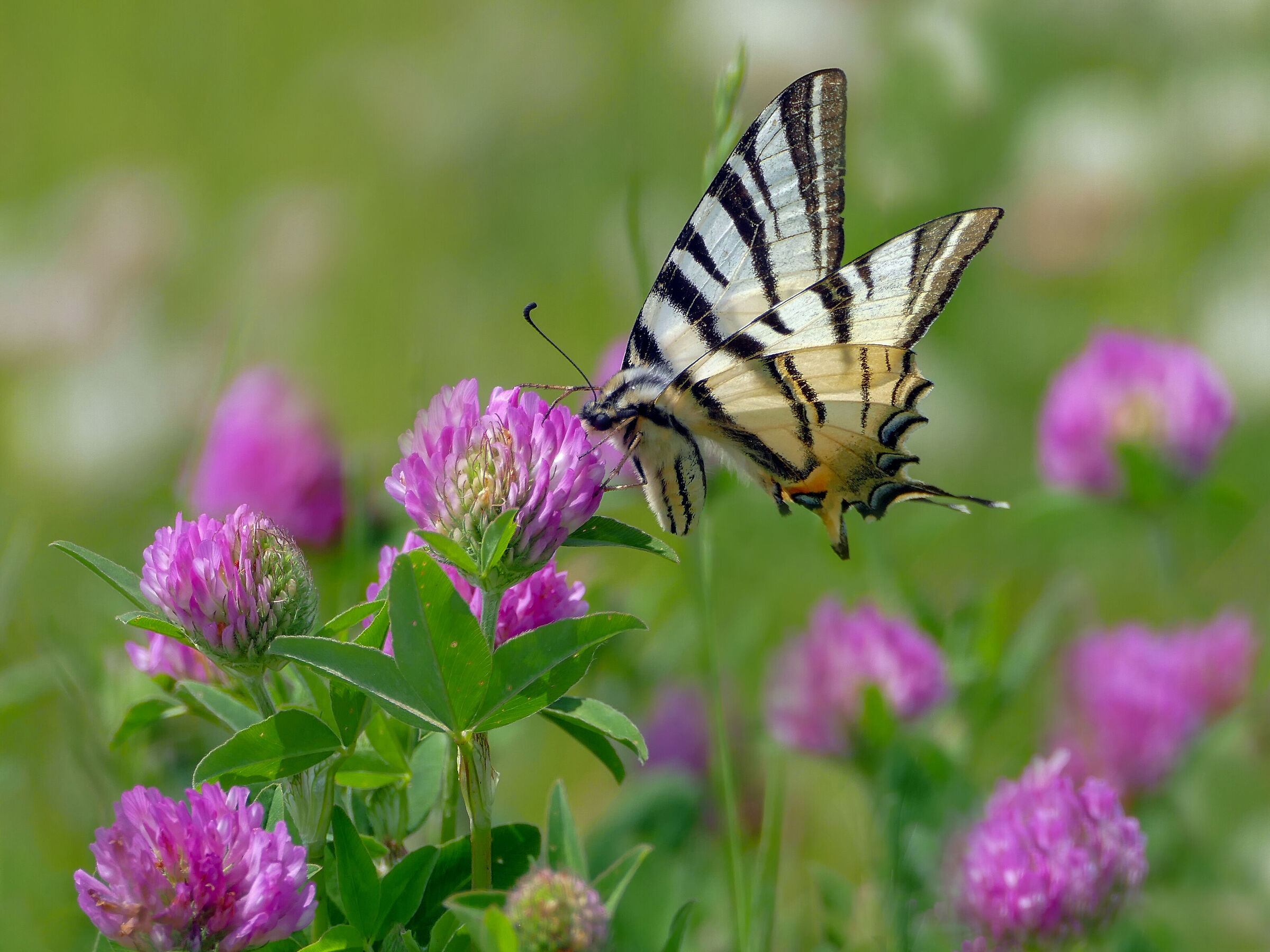 Iphiclides podalirius
