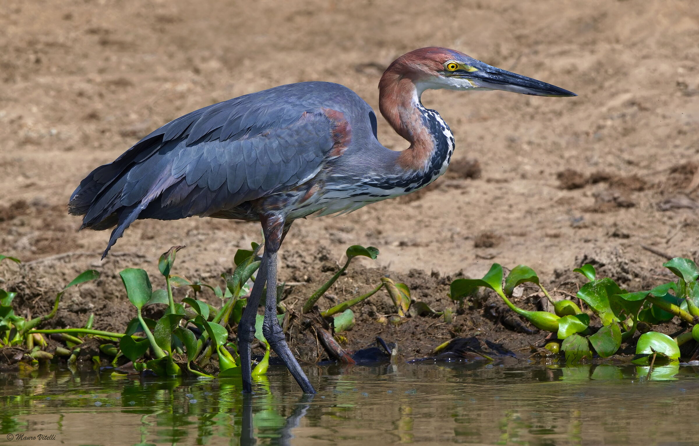 Airone Golia (Ardea goliath)