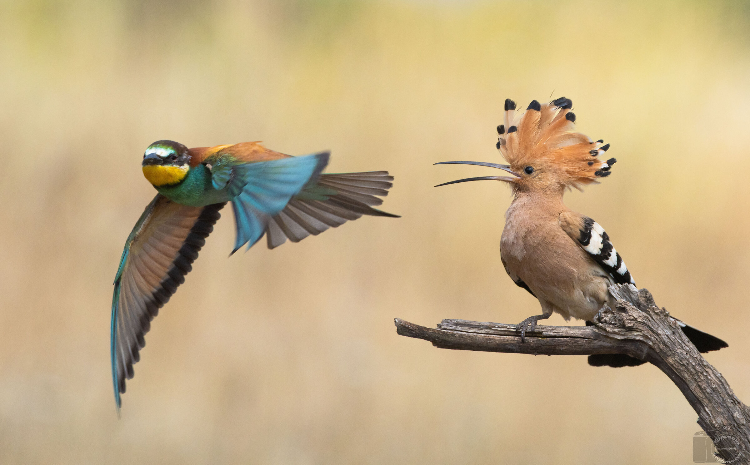 The Hoopoe chases the Bee-eater out of its roost.