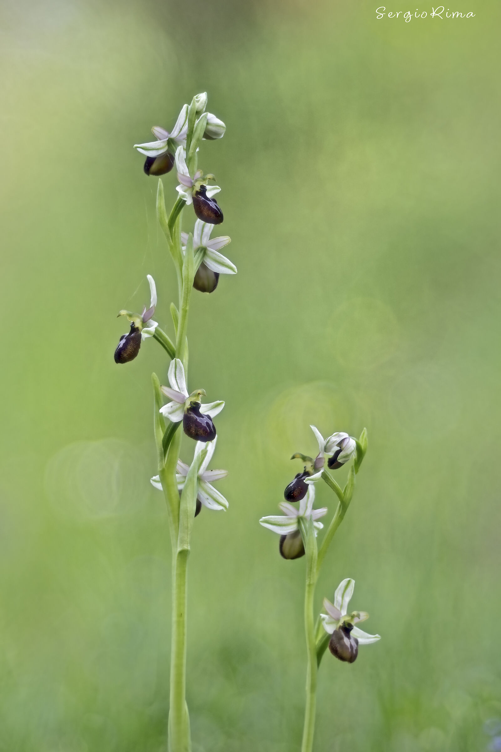 Ophrys exaltata