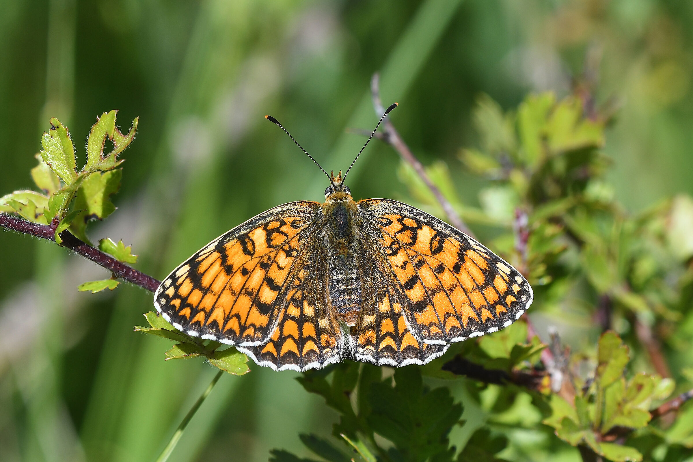 Melitaea sp.