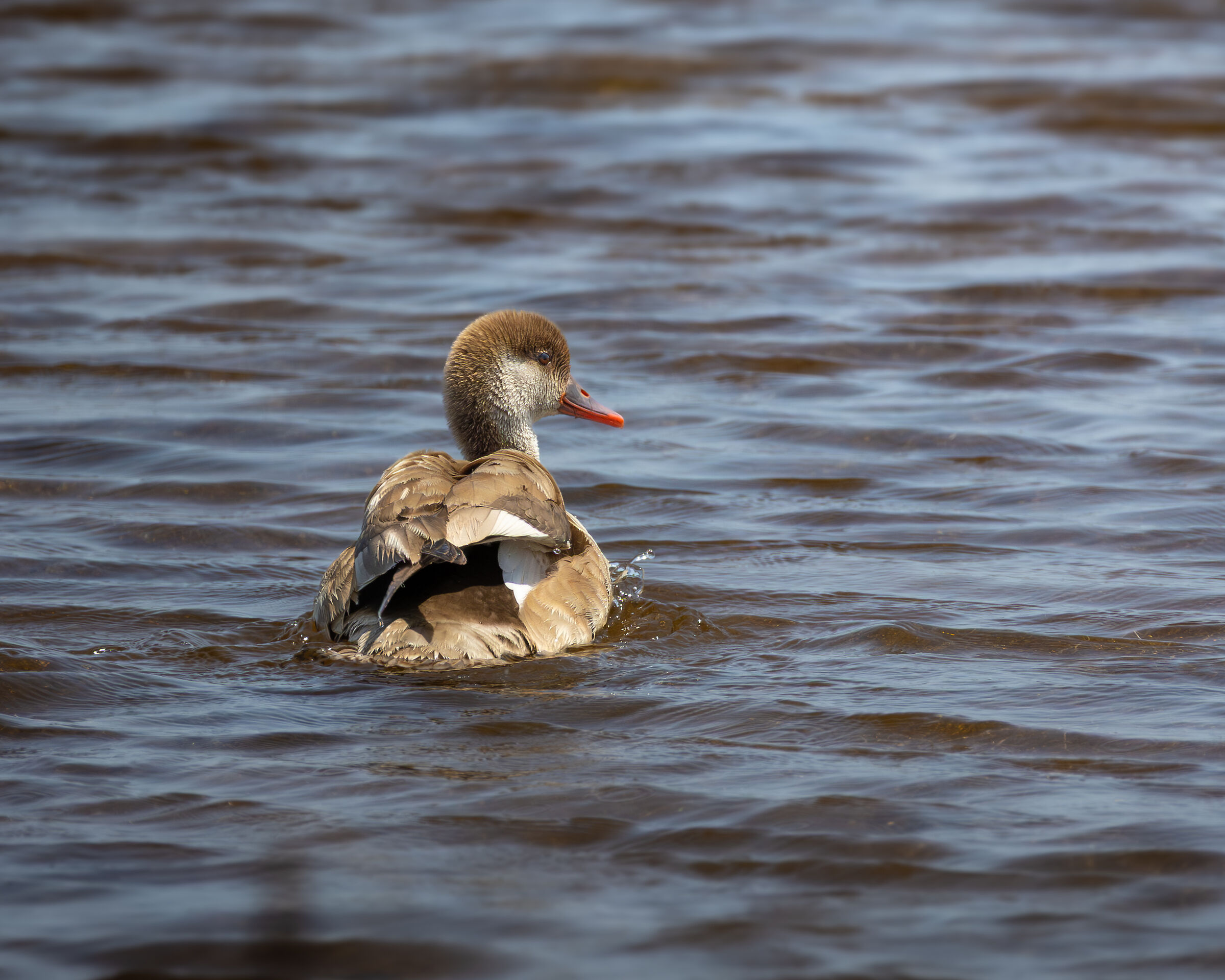 Pochard F