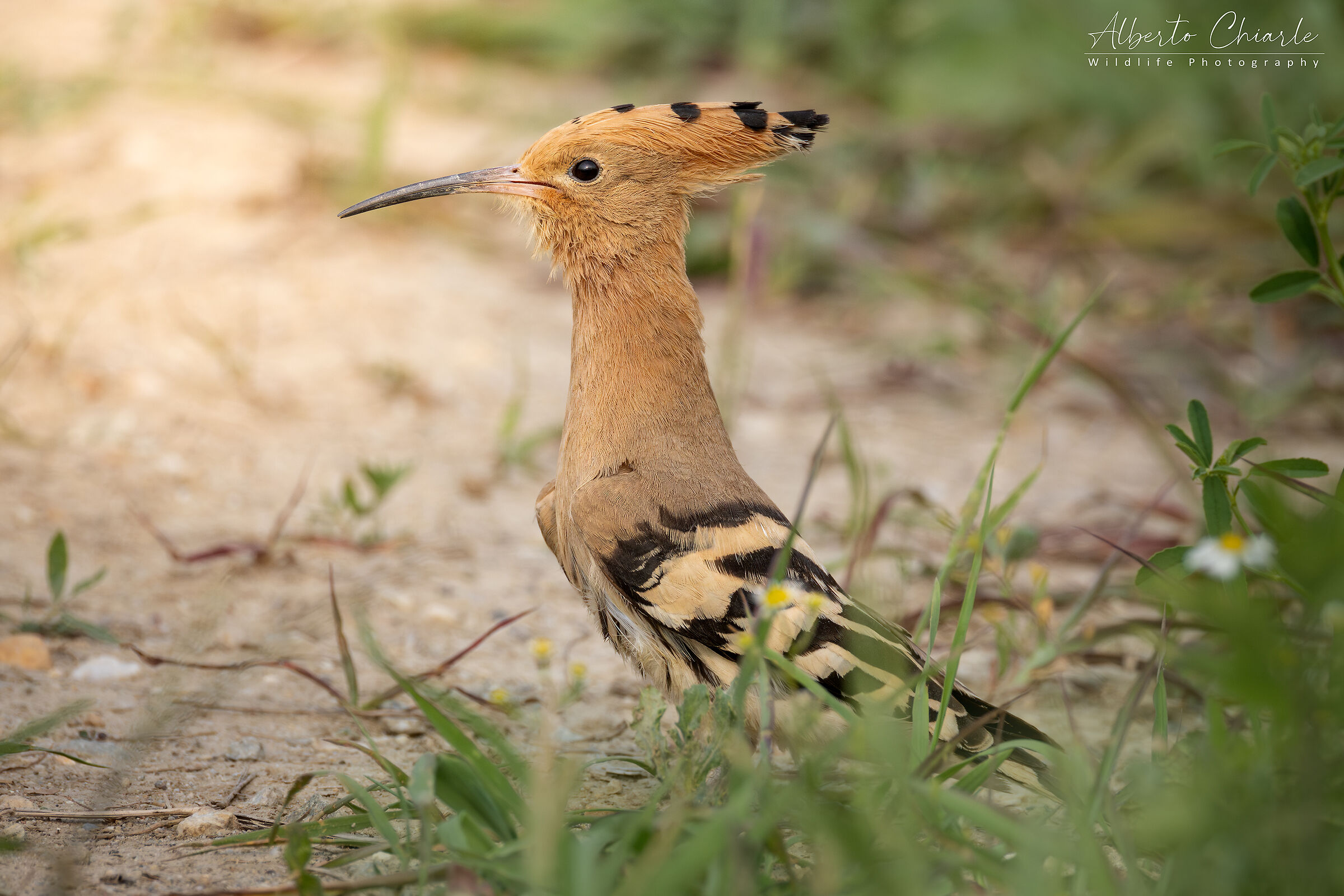 Portrait of a hoopoe