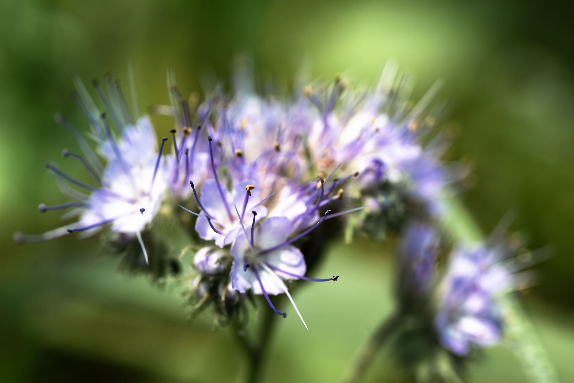 Phacelia