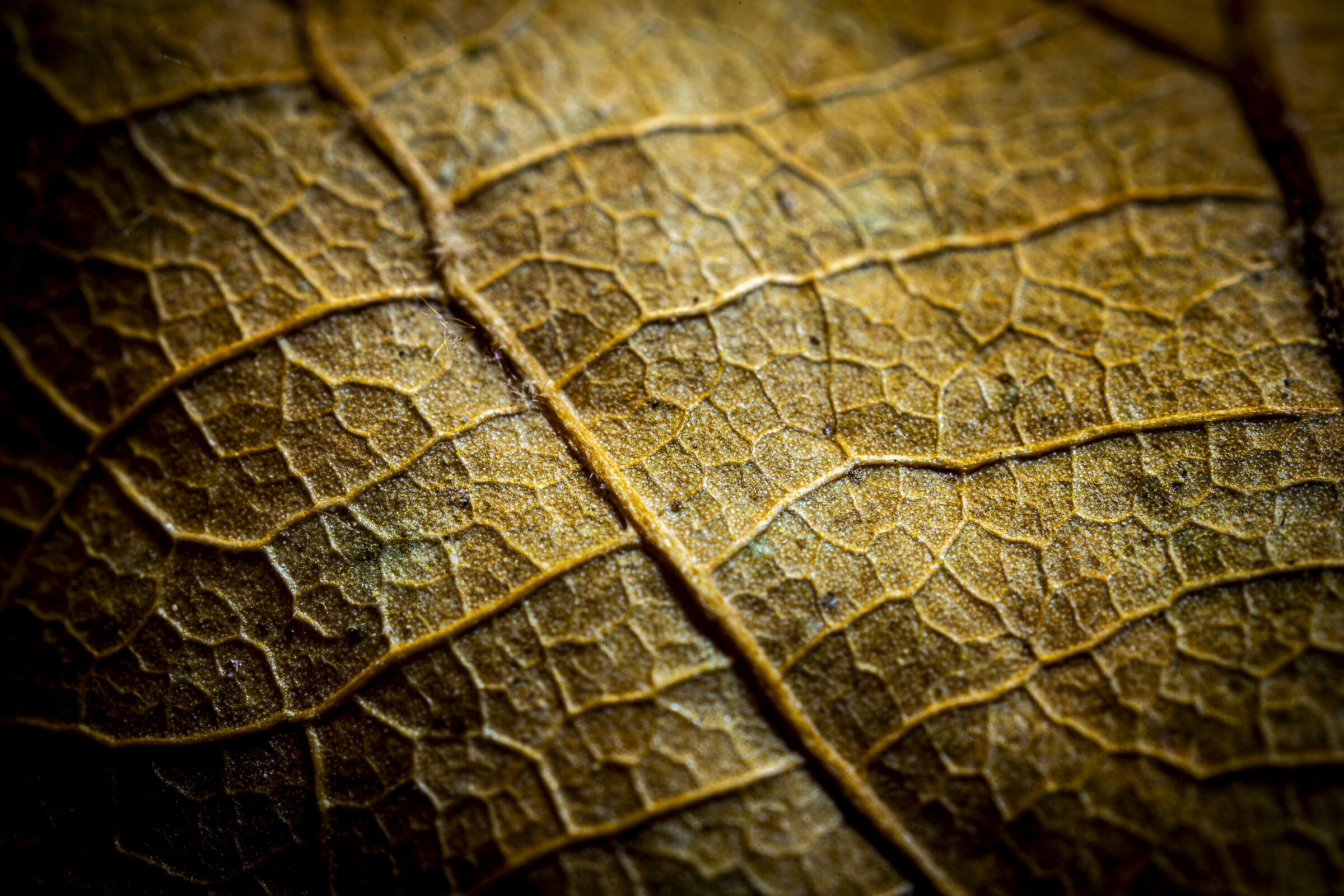 Leaf
