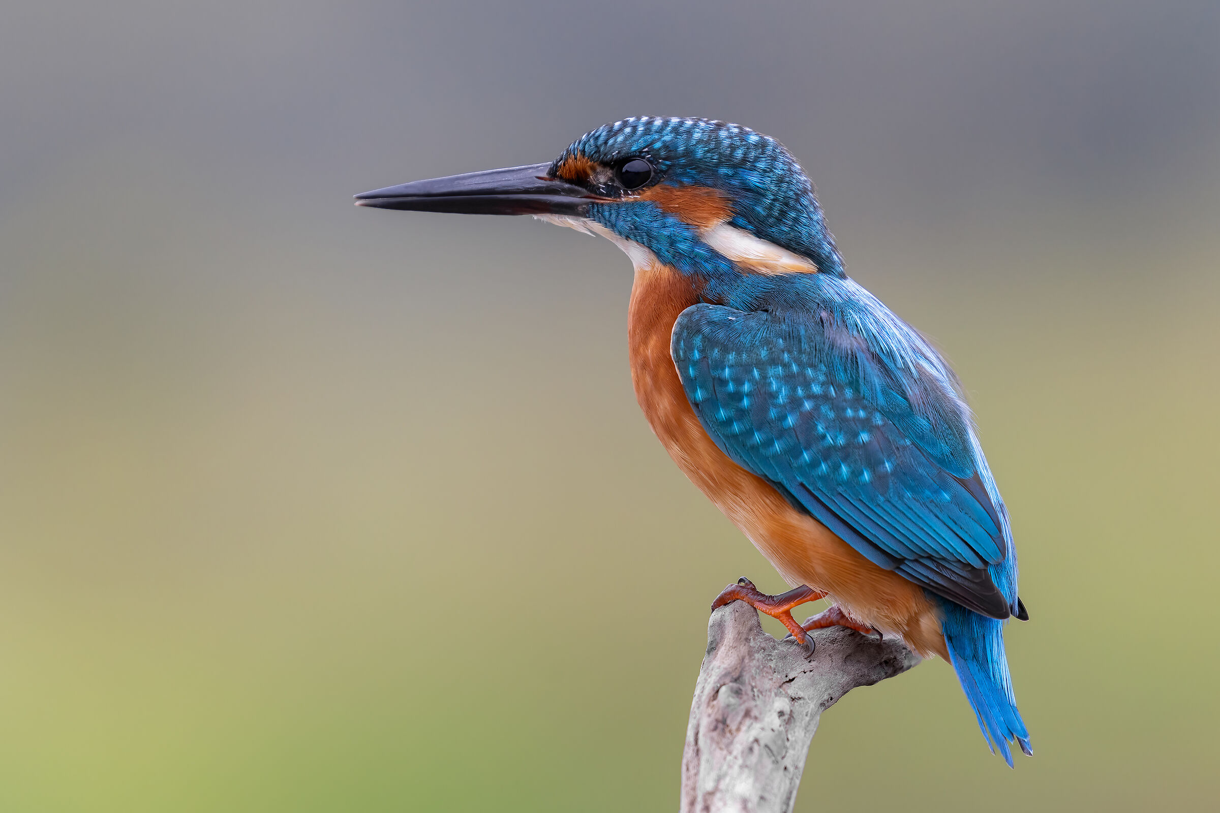 Kingfisher