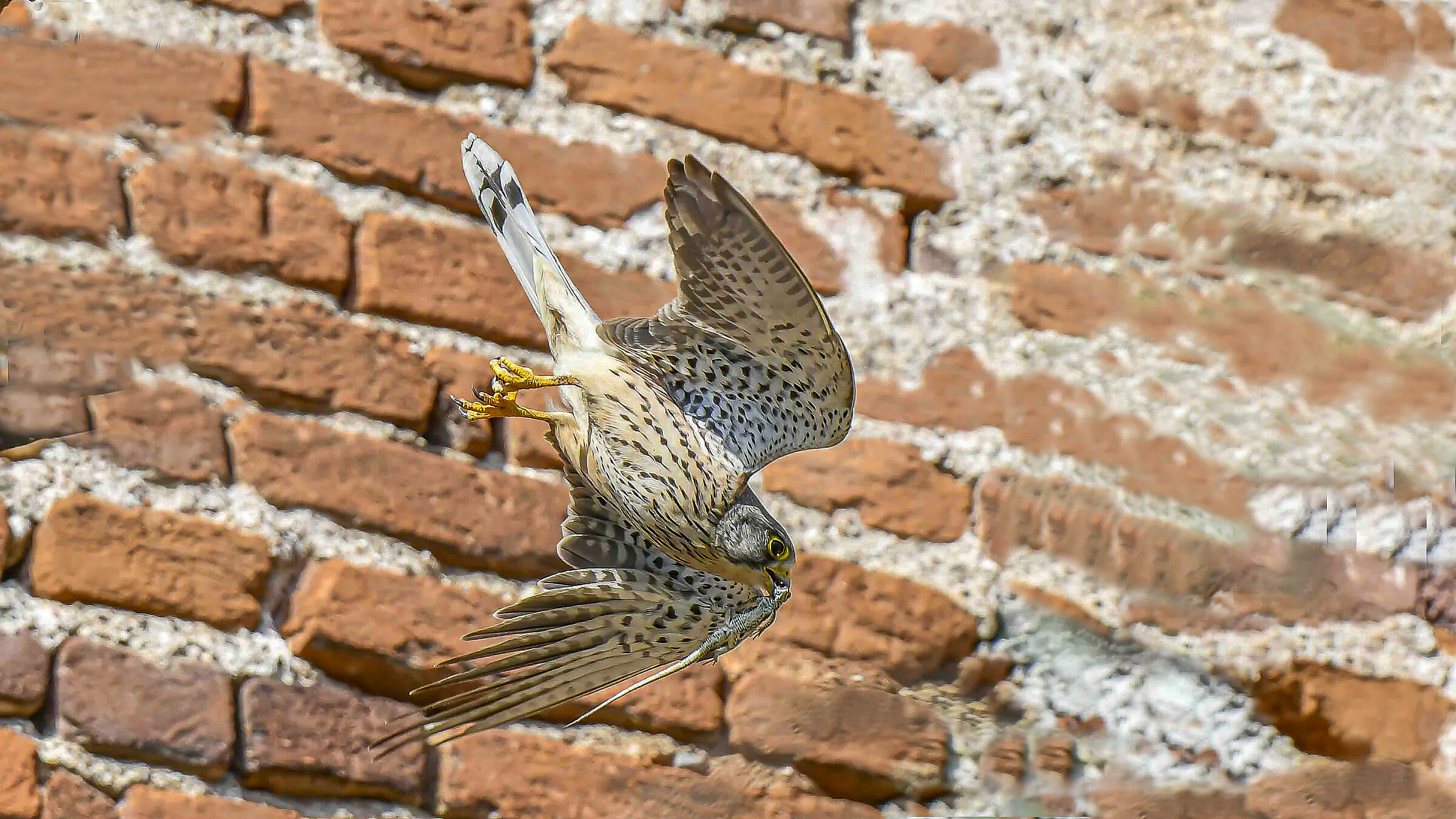 Kestrel swooping towards the nest !!